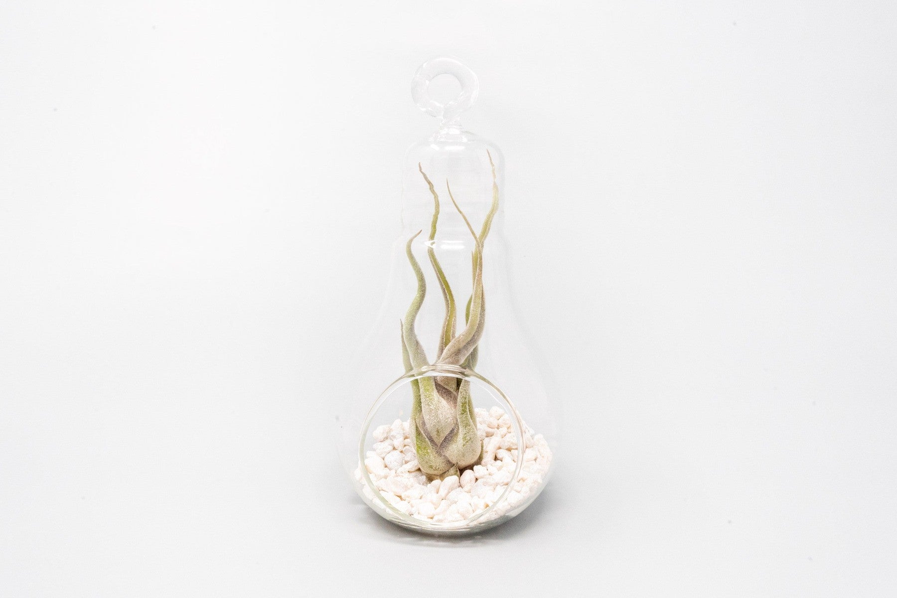 Hanging Light Bulb Terrarium with Crushed White Stones and Tillandsia Air Plant-gift-The Succulent Source