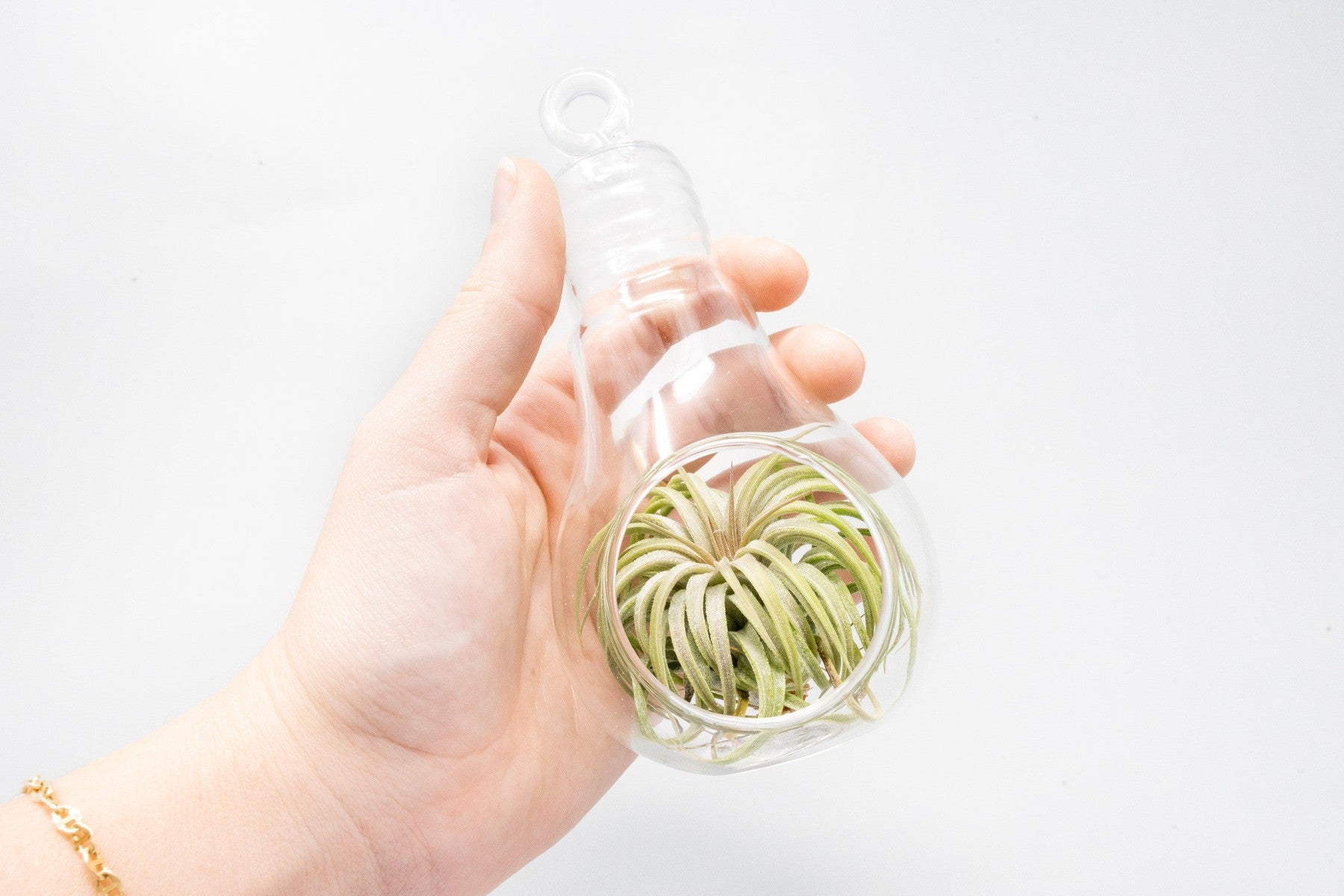 Hanging Light Bulb Terrarium with Flat Bottom-gift-The Succulent Source