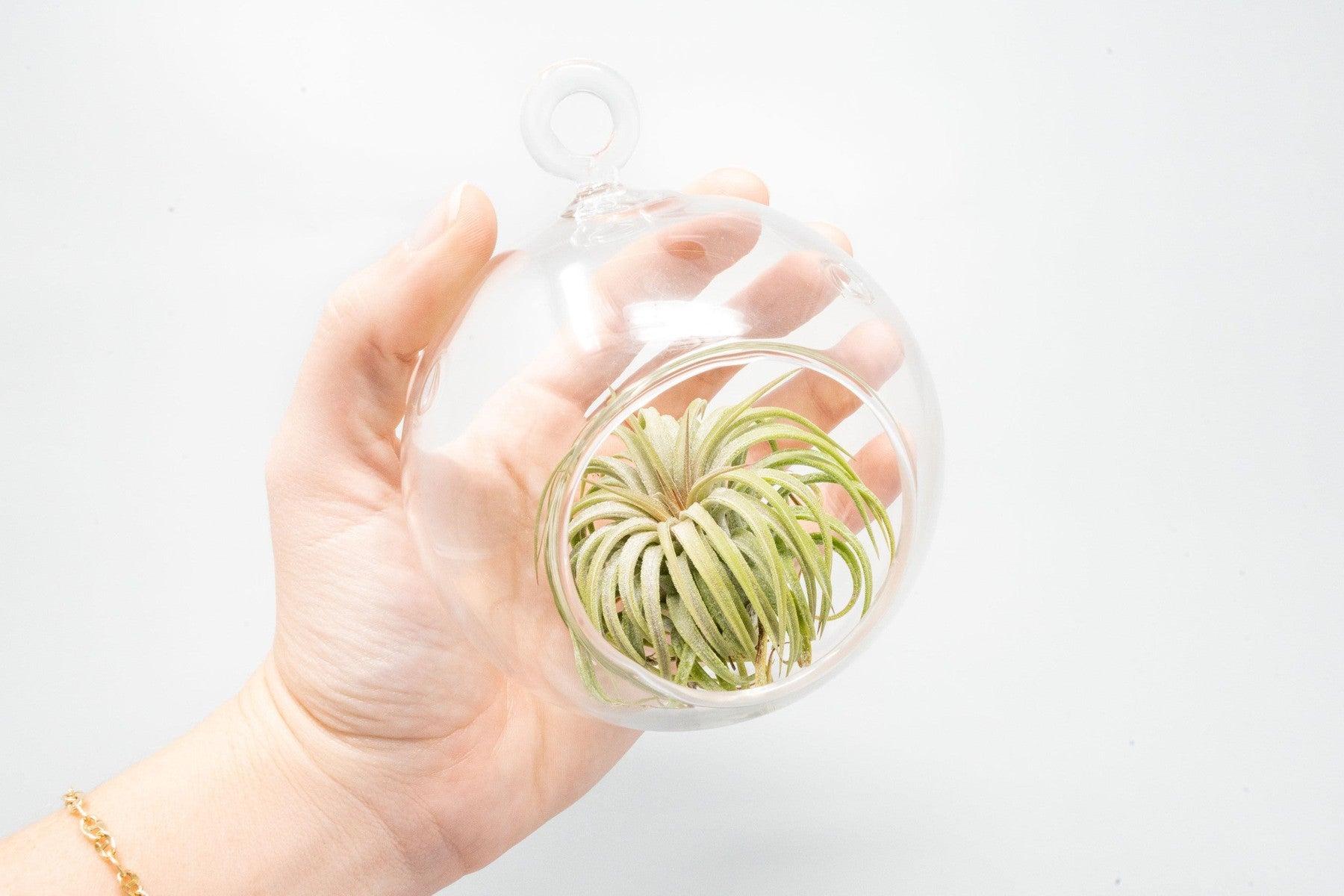 Hanging Round Bottom Glass Terrariums-gift-The Succulent Source