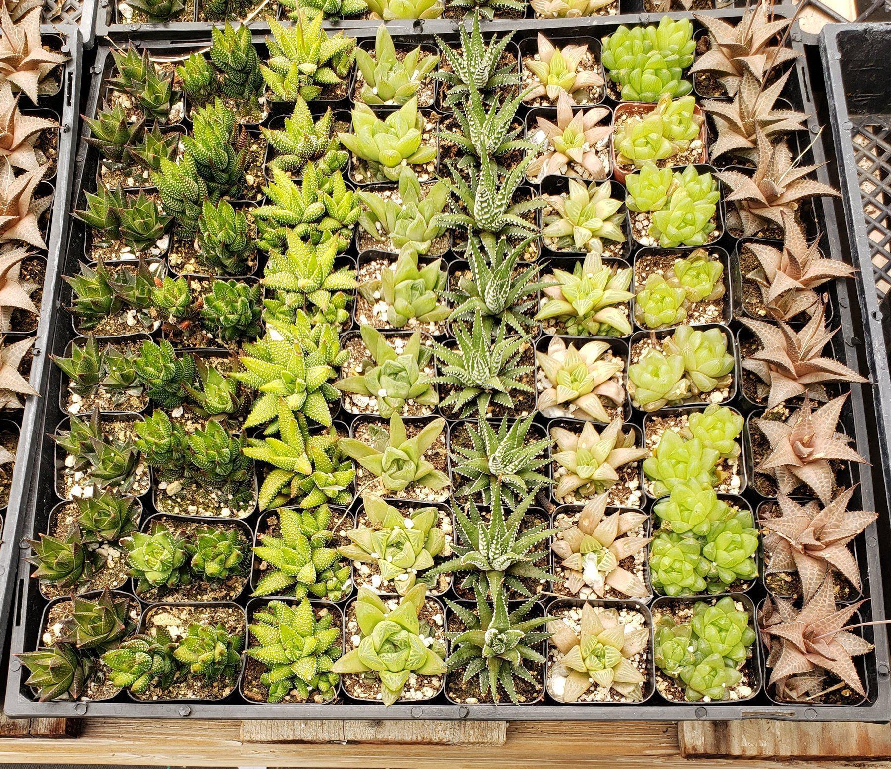 Haworthias by James-Succulent - Small-The Succulent Source