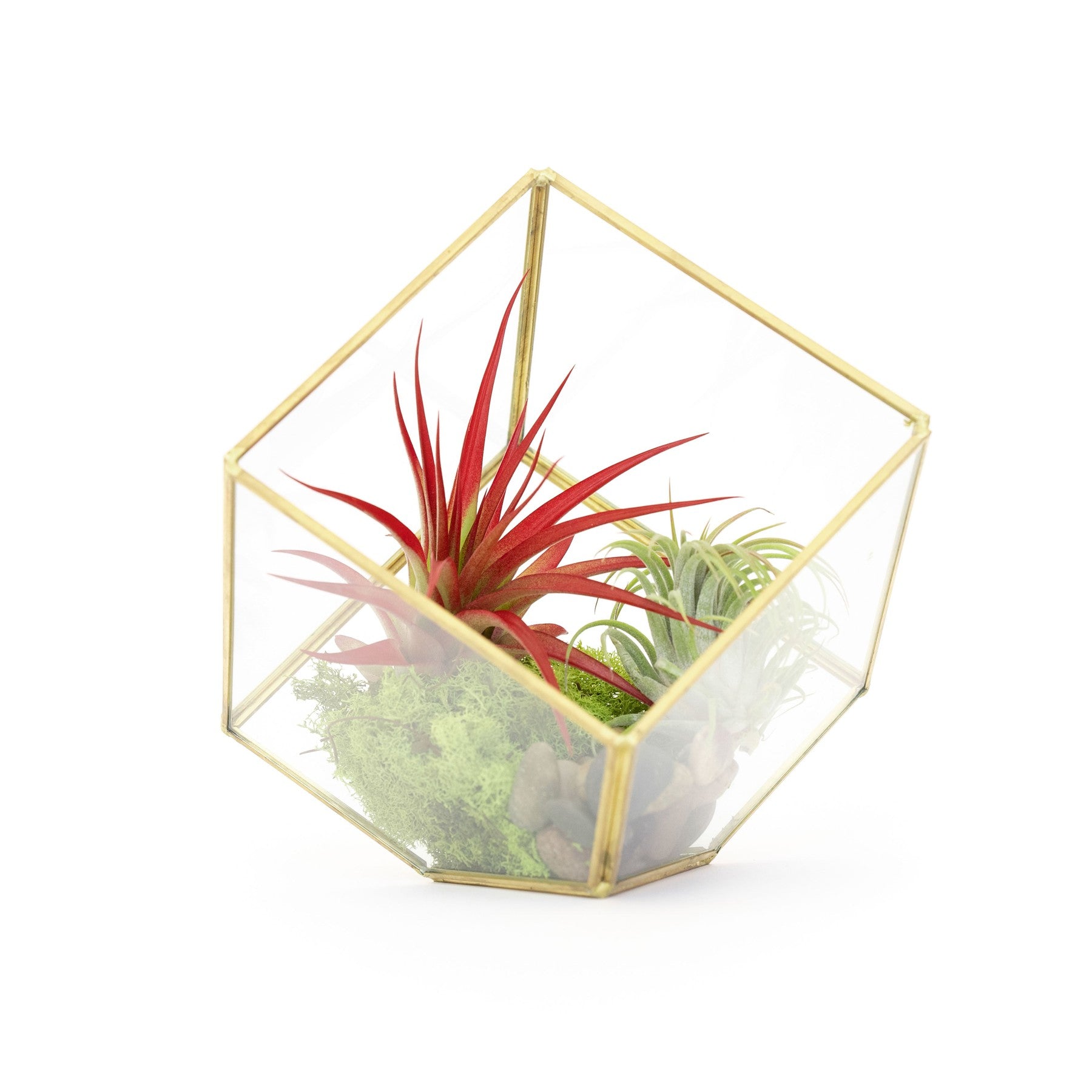 Heptahedron Geometric Glass Terrarium with Tillandsia Red Abdita and Ionantha Air Plants-gift-The Succulent Source