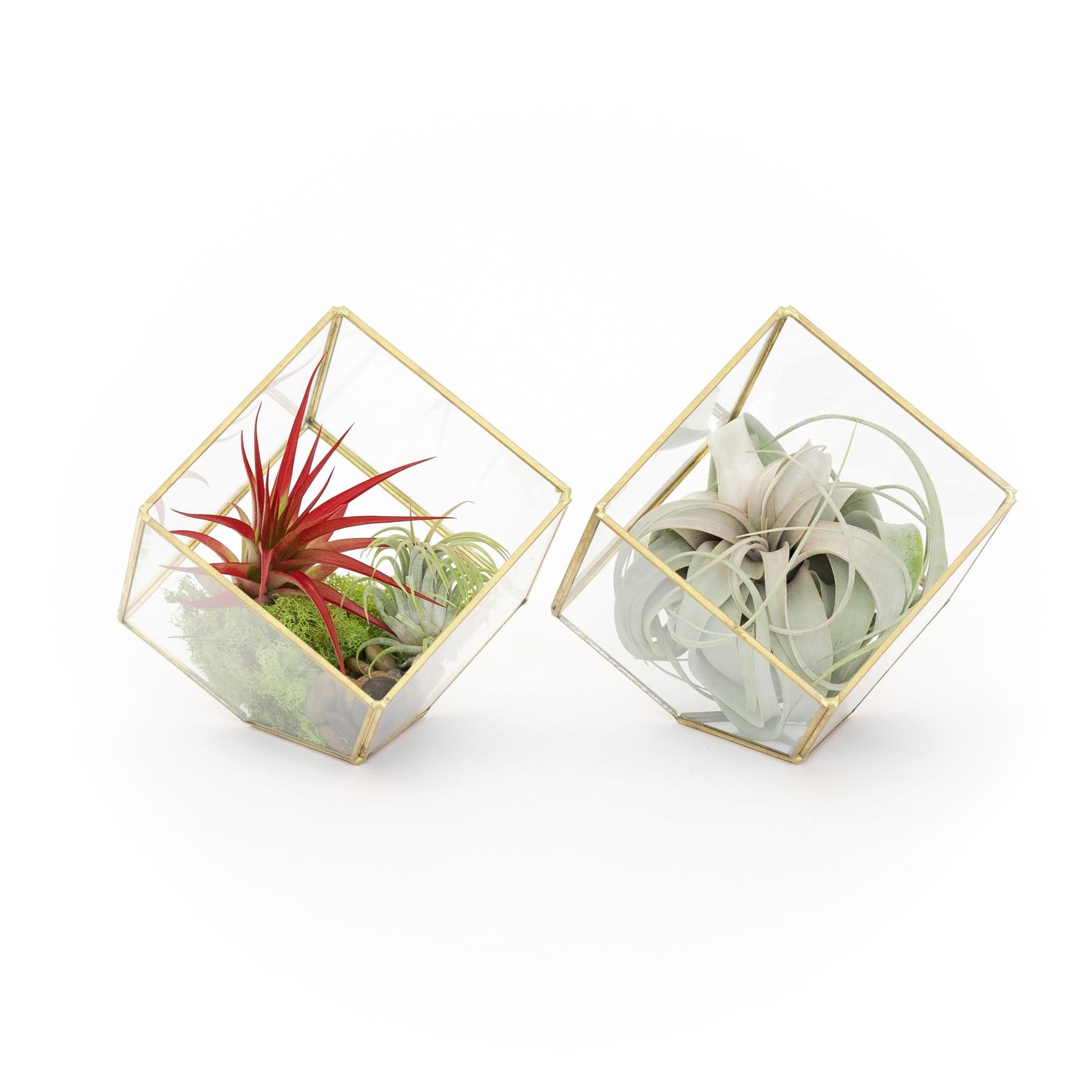 Heptahedron Geometric Glass Terrariums - Set of 2 - with Tillandsia Red Abdita, Ionantha and Small Xerographica-gift-The Succulent Source