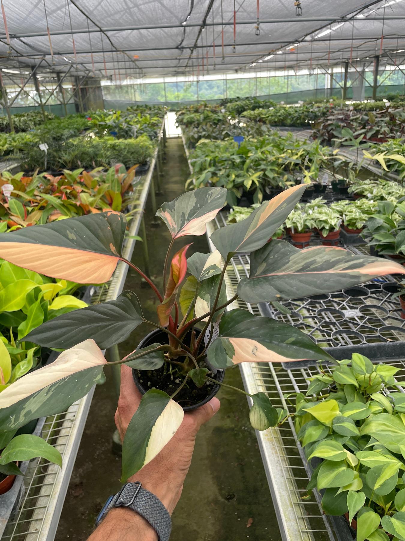 Homalomena Pink Diamond-The Succulent Source