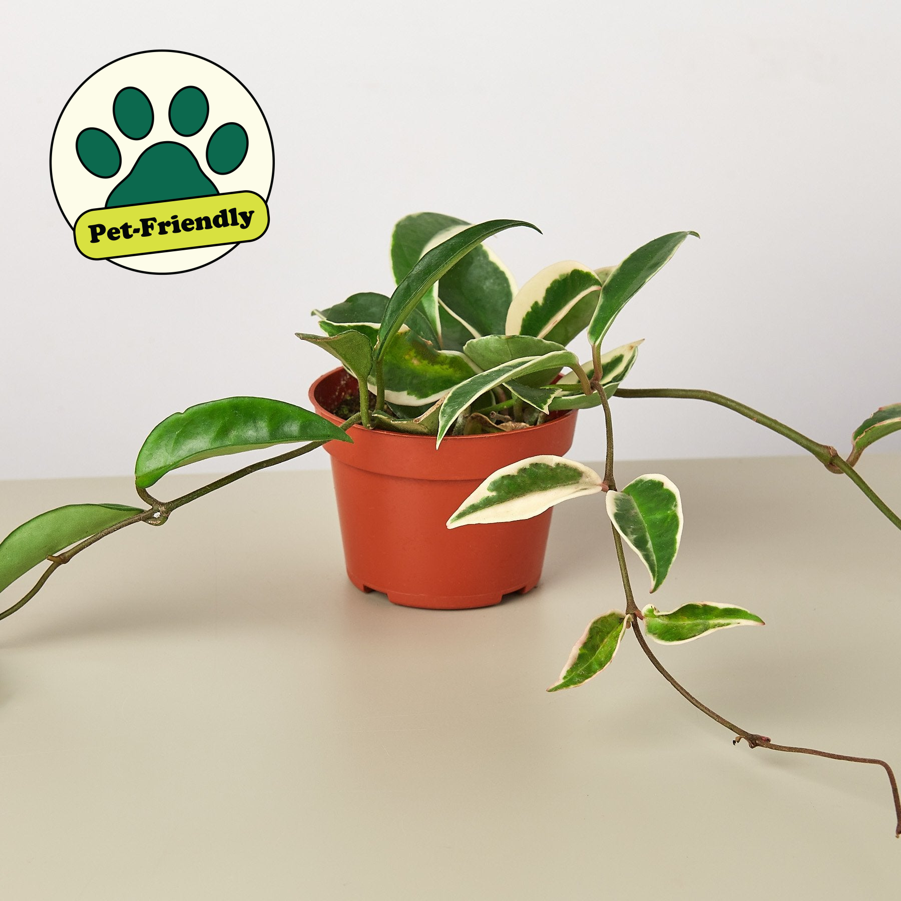 Hoya Carnosa 'Tricolor'-Indoor Plants-The Succulent Source