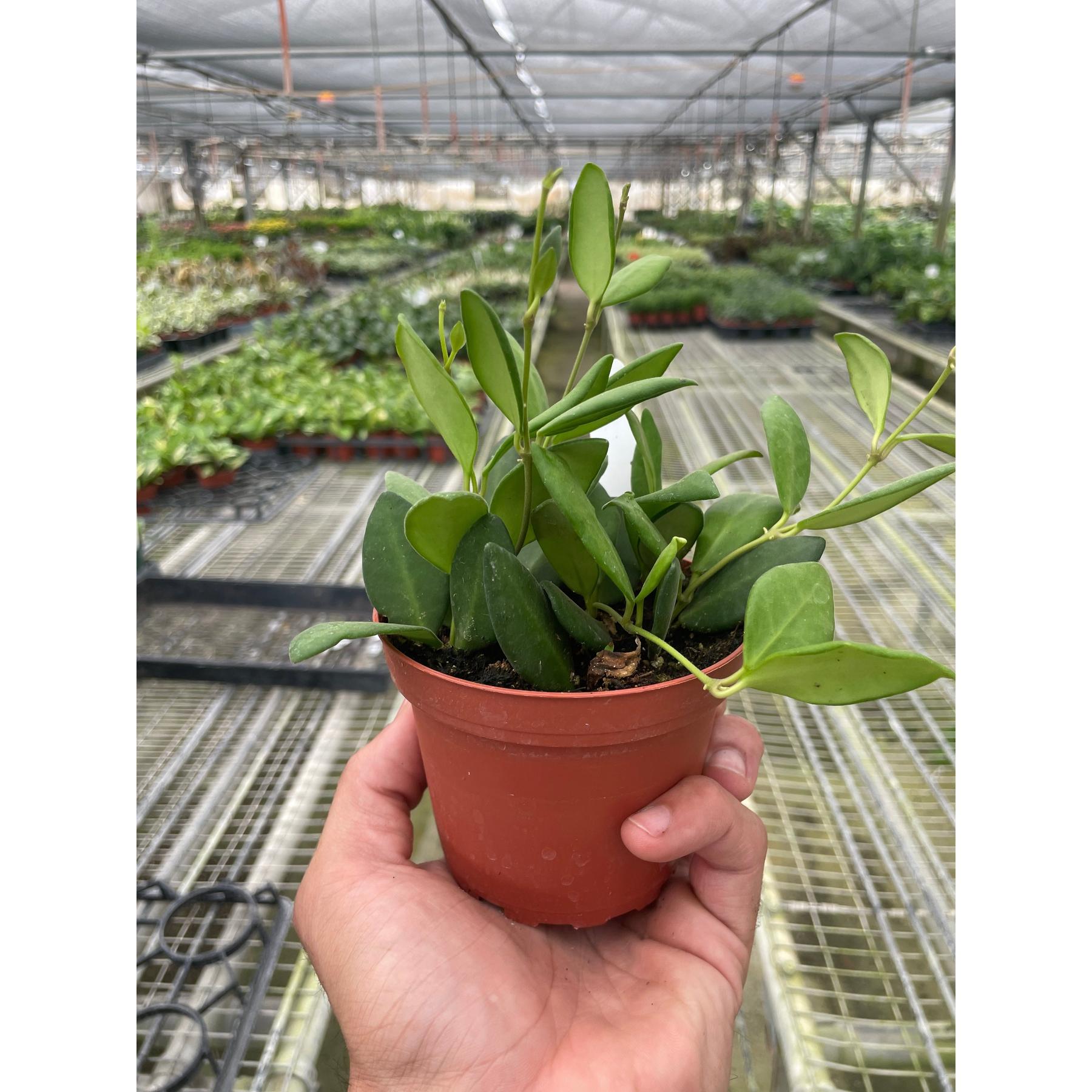 Hoya Chouke-The Succulent Source