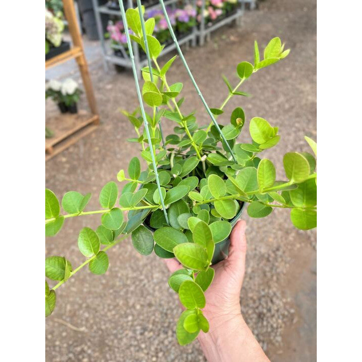 Hoya Cumingiana-The Succulent Source