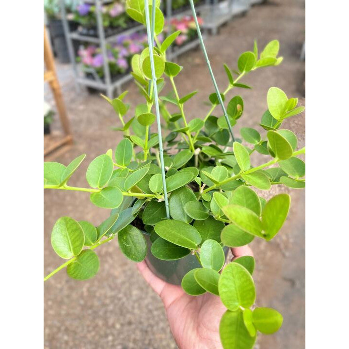 Hoya Cumingiana-The Succulent Source