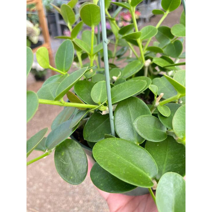 Hoya Cumingiana-The Succulent Source