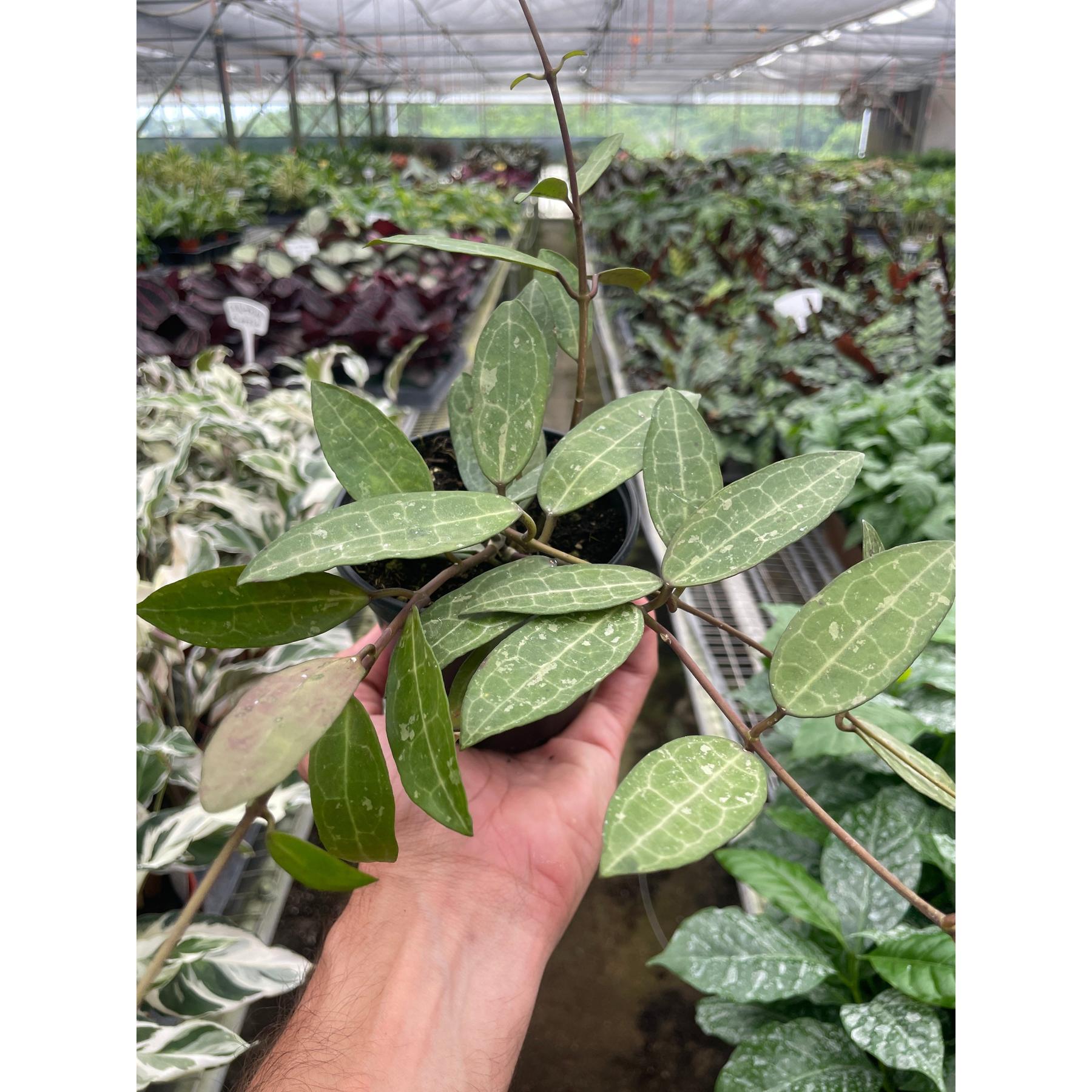 Hoya 'Eliptica'-Indoor Plants-The Succulent Source