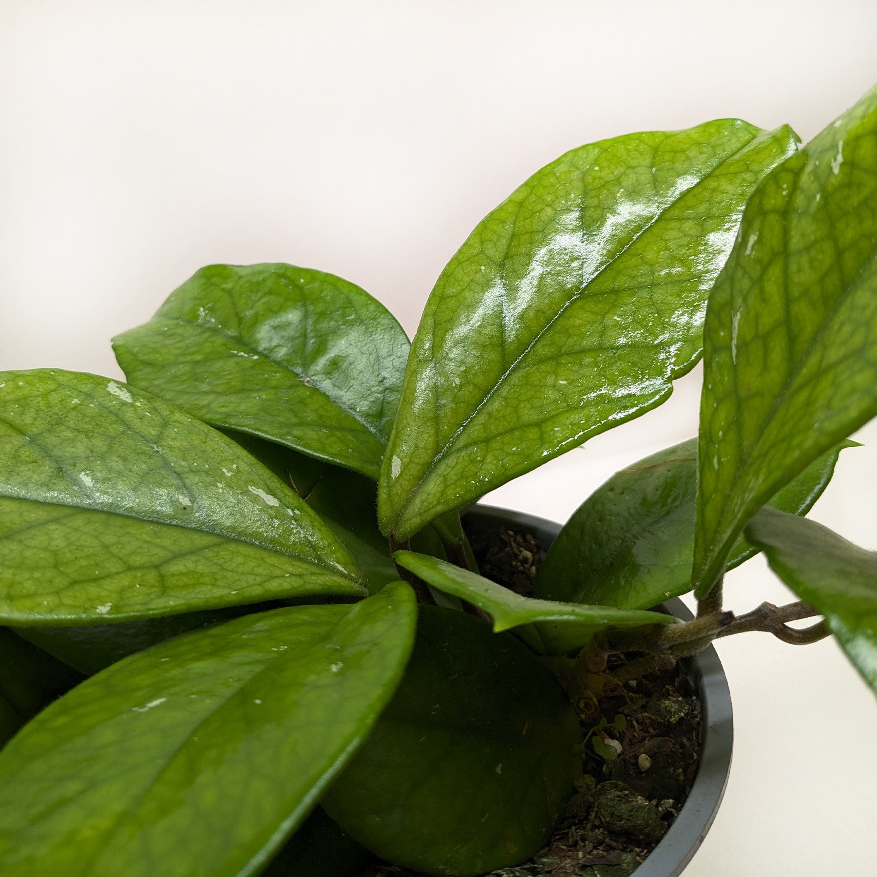 Hoya Fungii-4" Plant-The Succulent Source