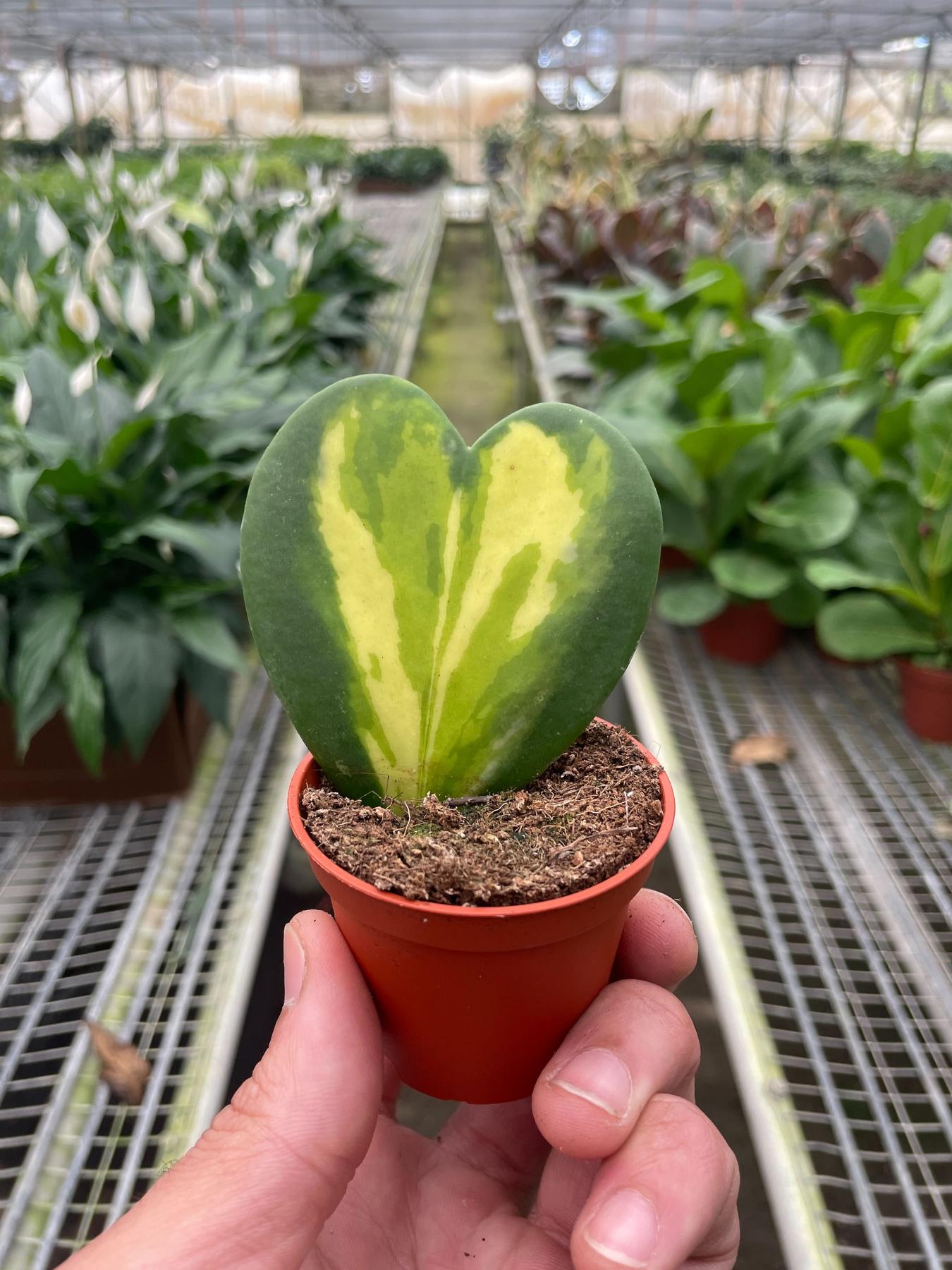 Hoya Heart Flame-Indoor Plants-The Succulent Source