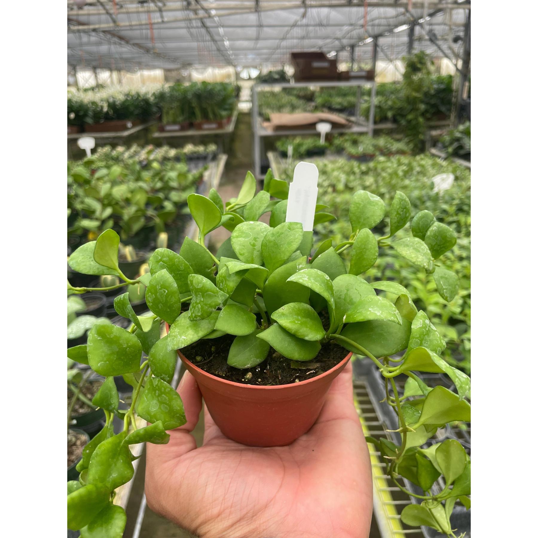 Hoya Heuschkeliana-Indoor Plants-The Succulent Source