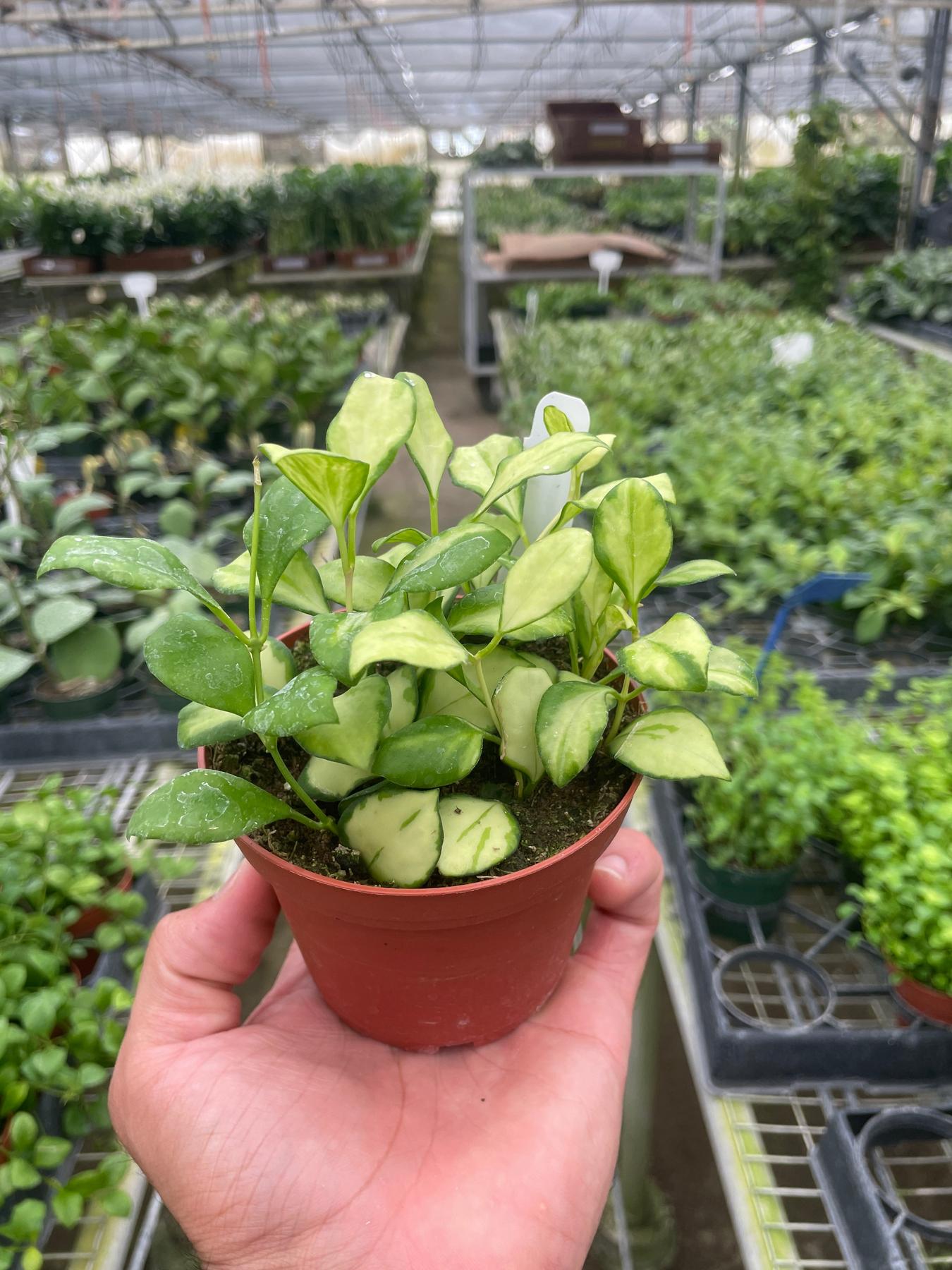 Hoya Heuschkeliana Variegated-Indoor Plants-The Succulent Source