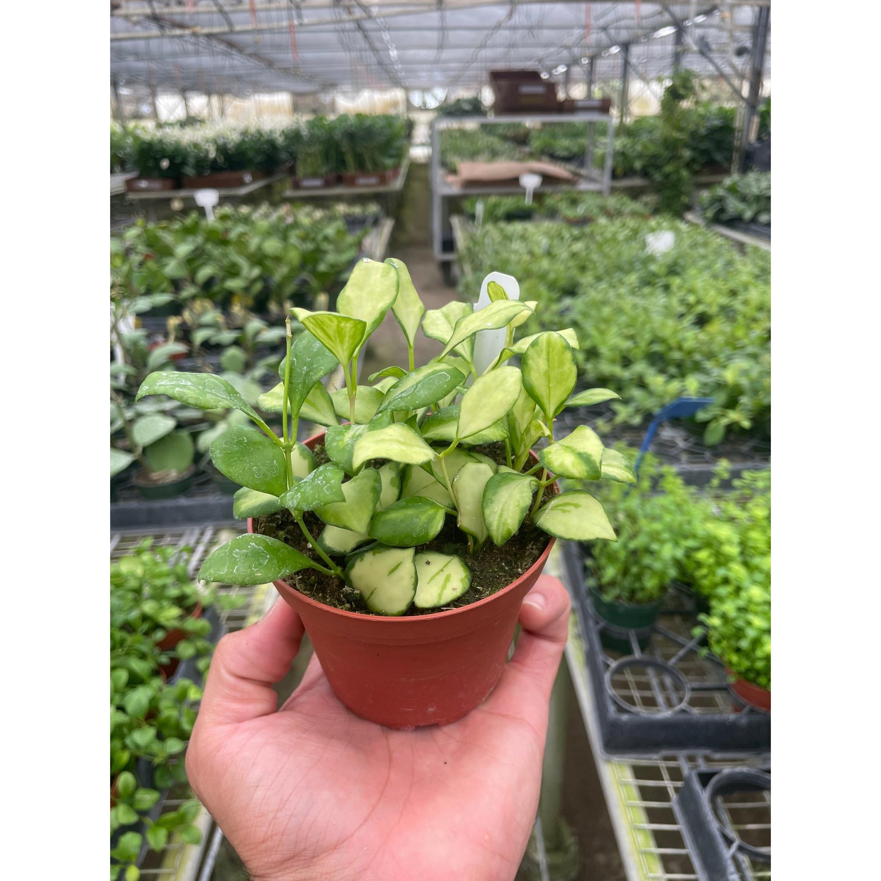 Hoya Heuschkeliana Variegated-Indoor Plants-The Succulent Source