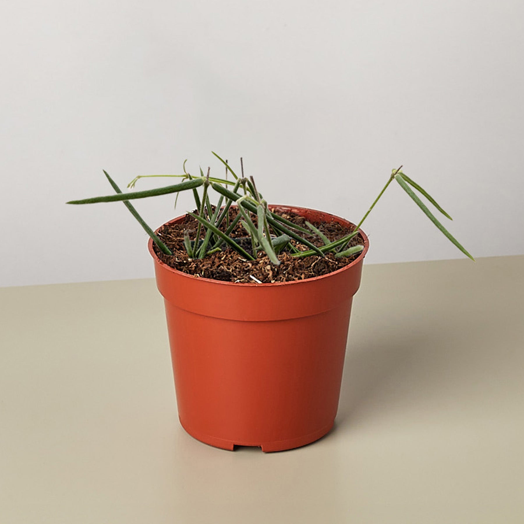 Hoya Insularis-4" Plant-The Succulent Source