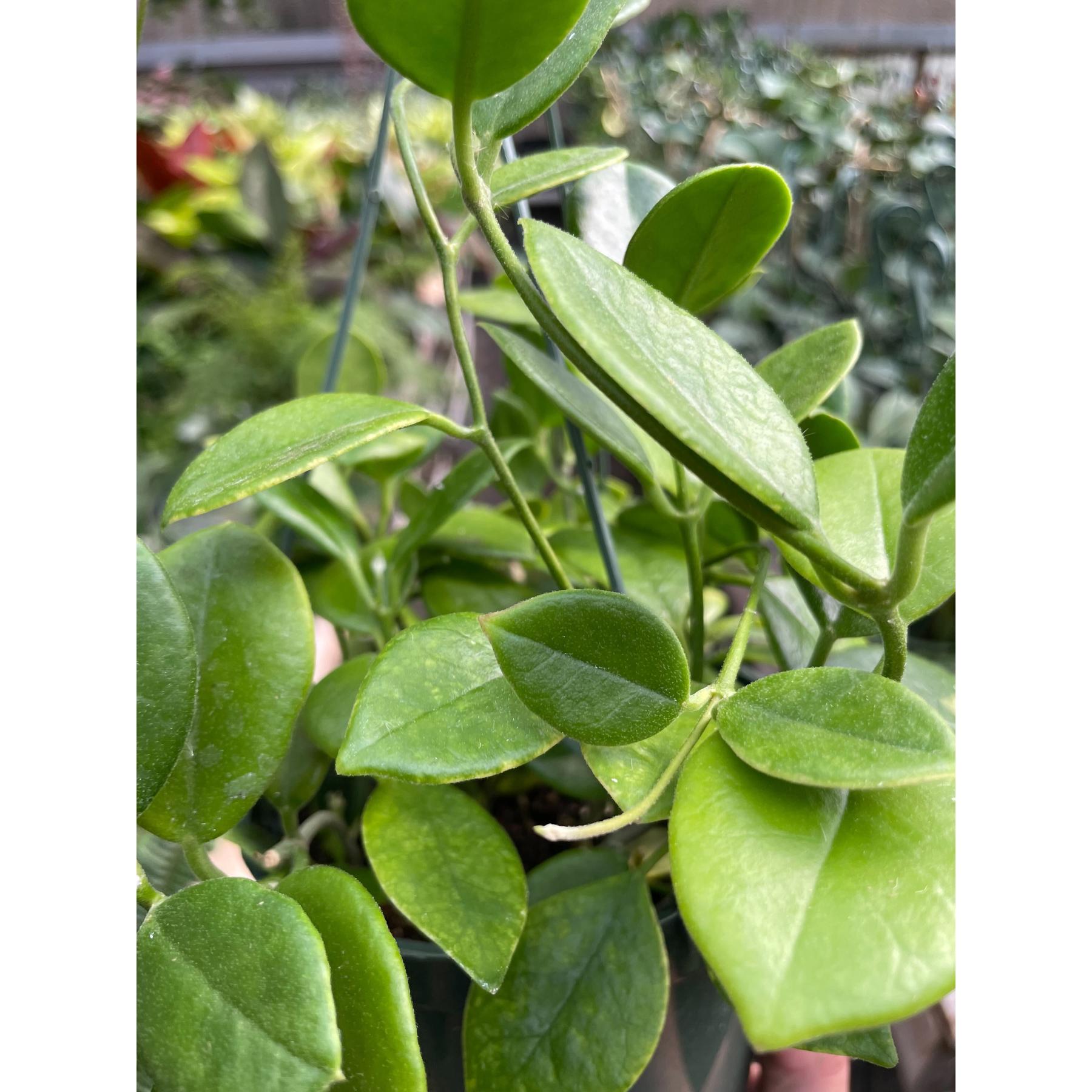 Hoya 'Keysii'-The Succulent Source