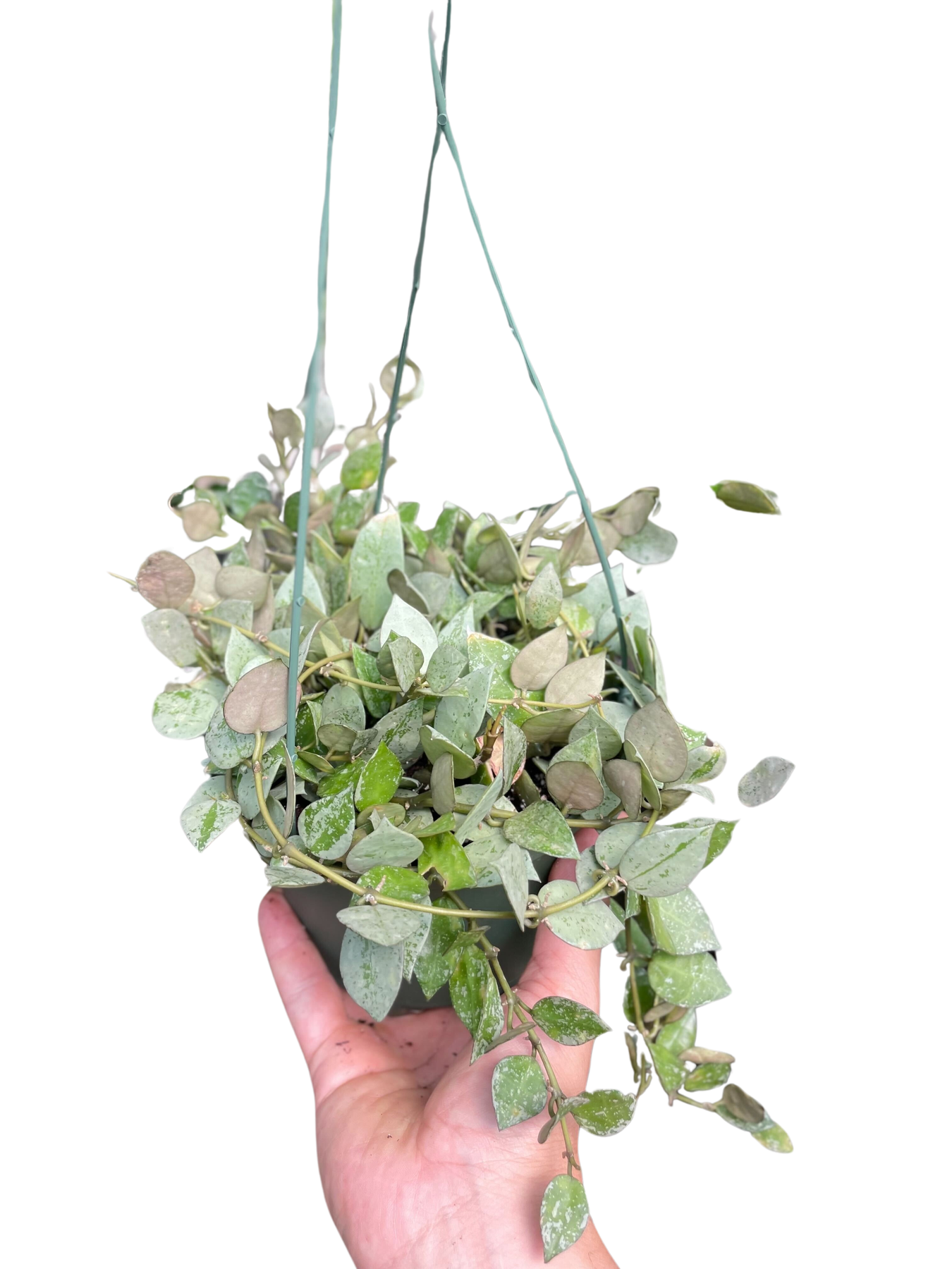 Hoya Krohiana 'Eskimo'-Indoor Plants-The Succulent Source