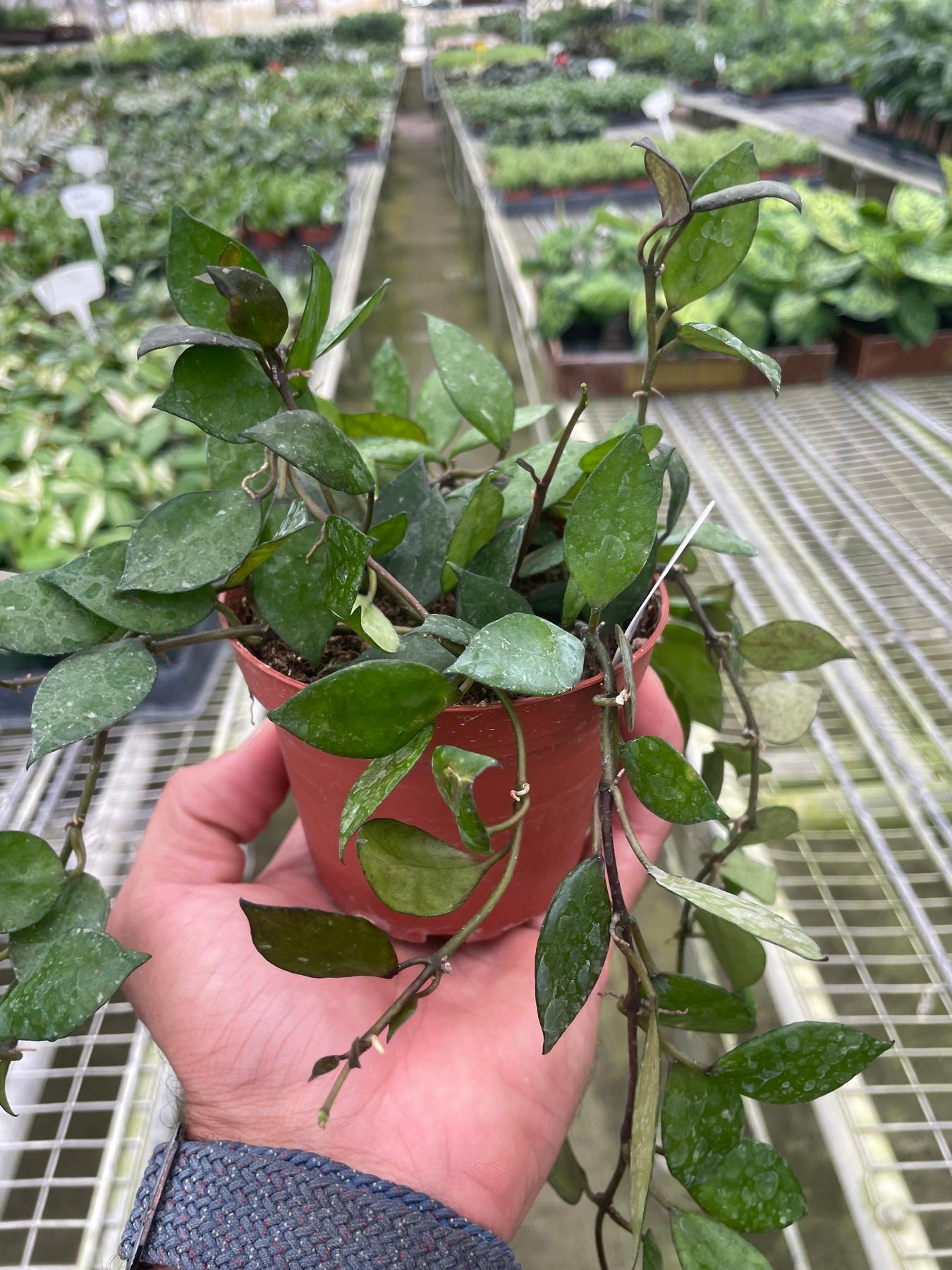 black leaf succulent Hoya Krohniana Black