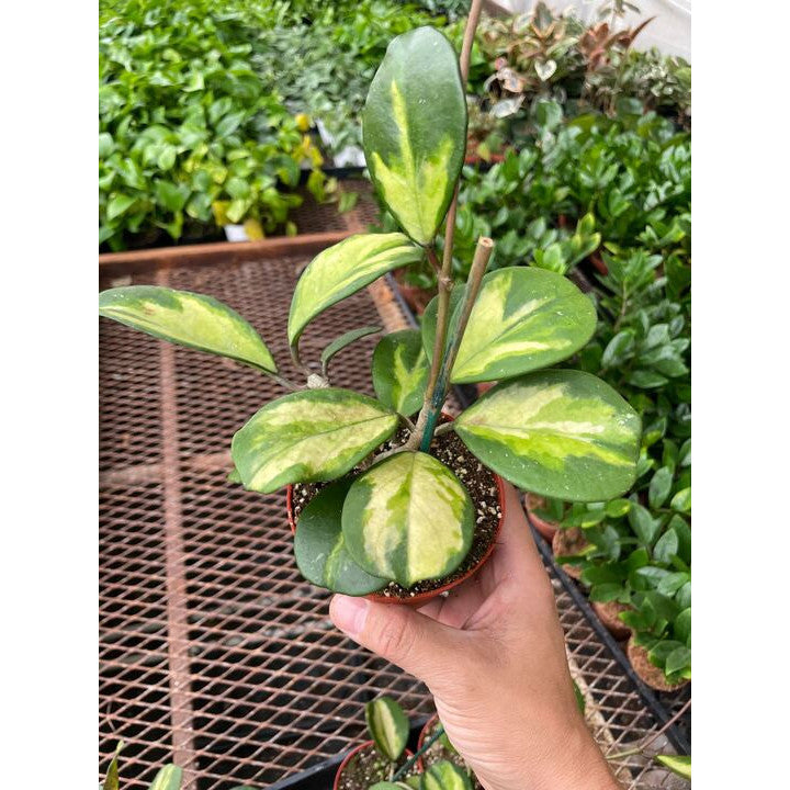 Hoya Obovata Reverse-Indoor Plants-The Succulent Source