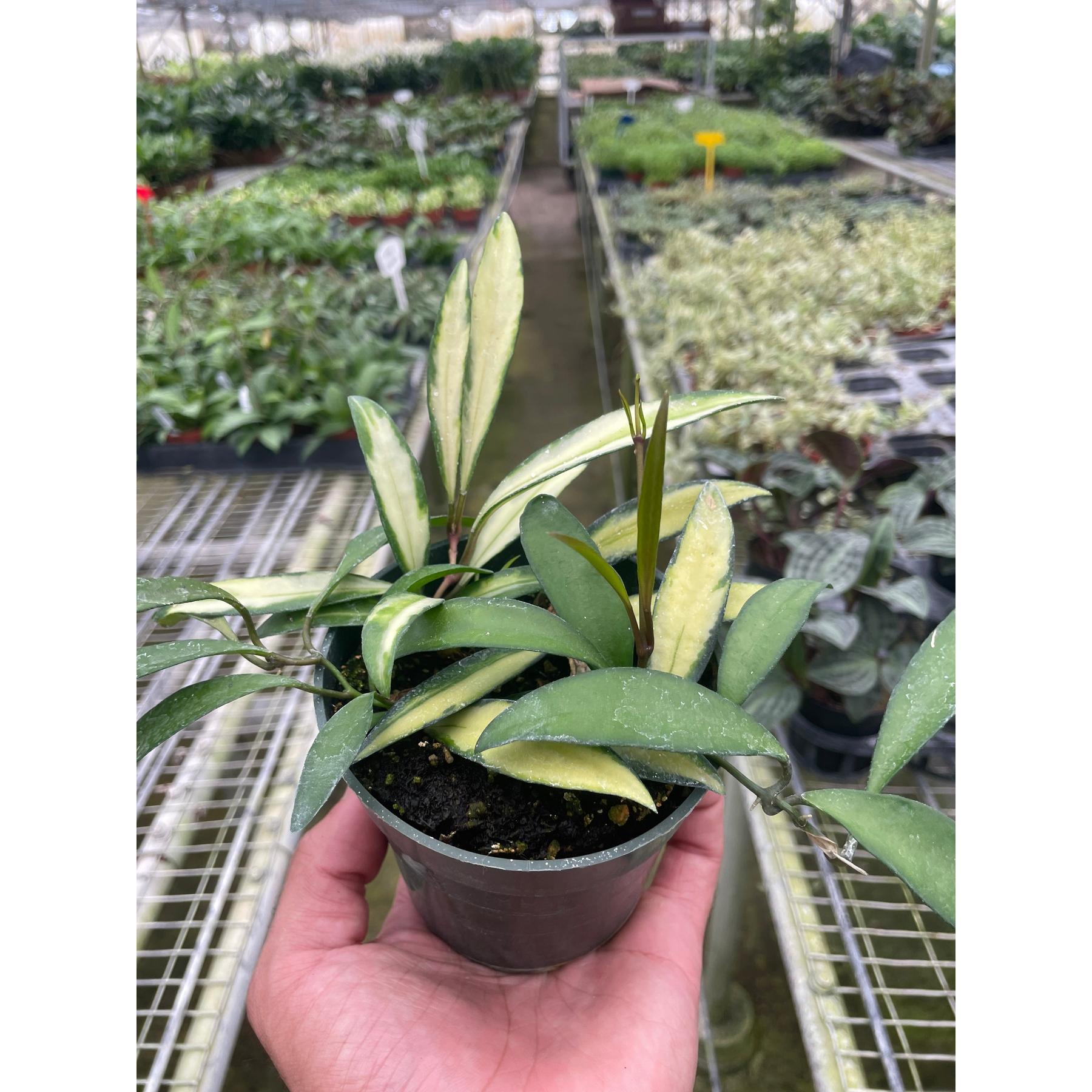 Hoya Wayetii Variegated-The Succulent Source