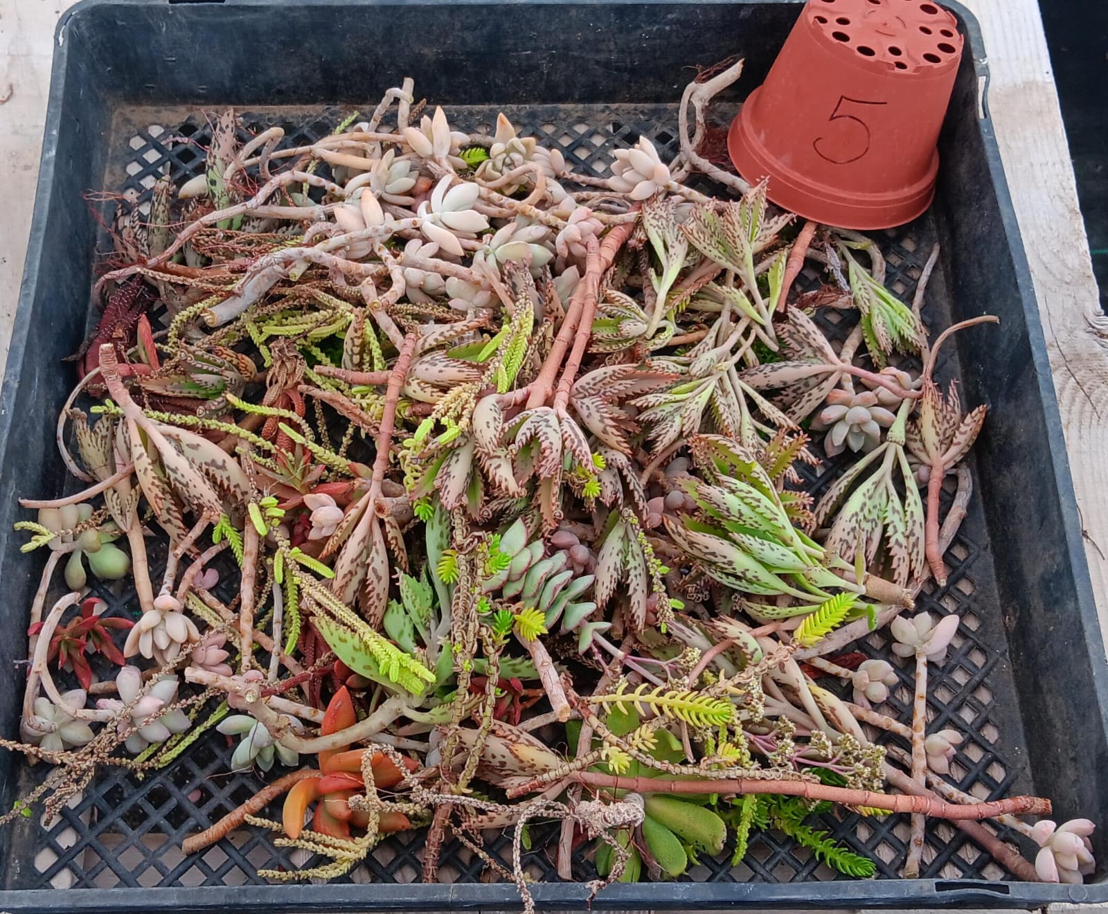 Facebook Succulents TLC Bargain SPECIAL Trays