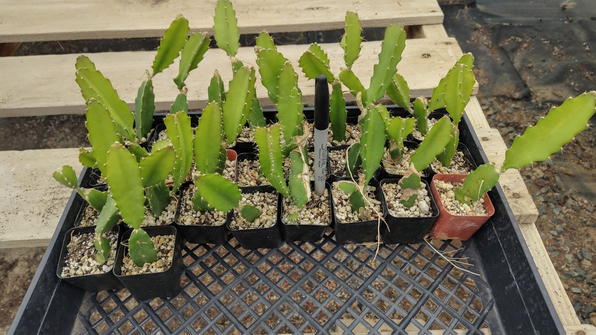 #119 Dragon Fruit aka Selenicereus Hylocereus undatus