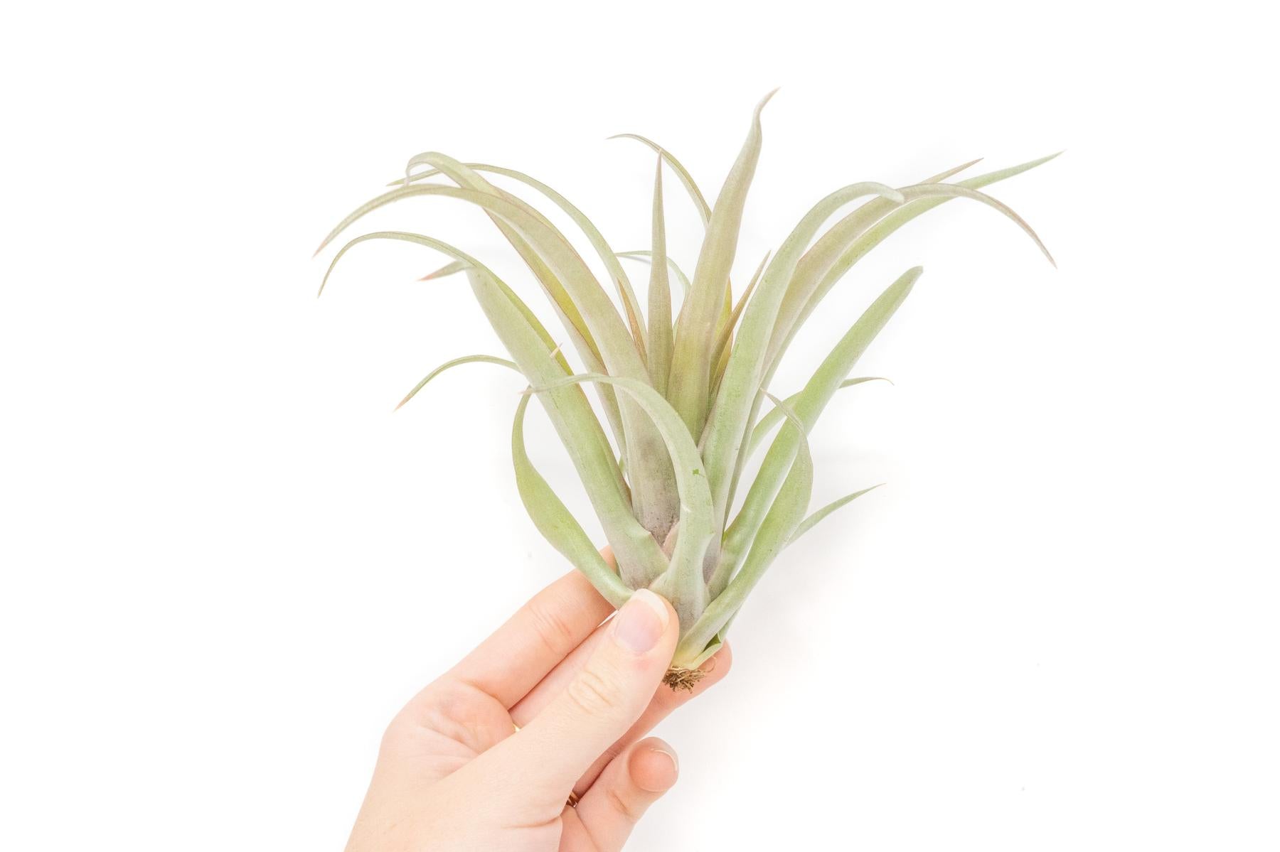 Tillandsia 'Capitata Red' Air Plants-Hidden on Google Shopping-The Succulent Source