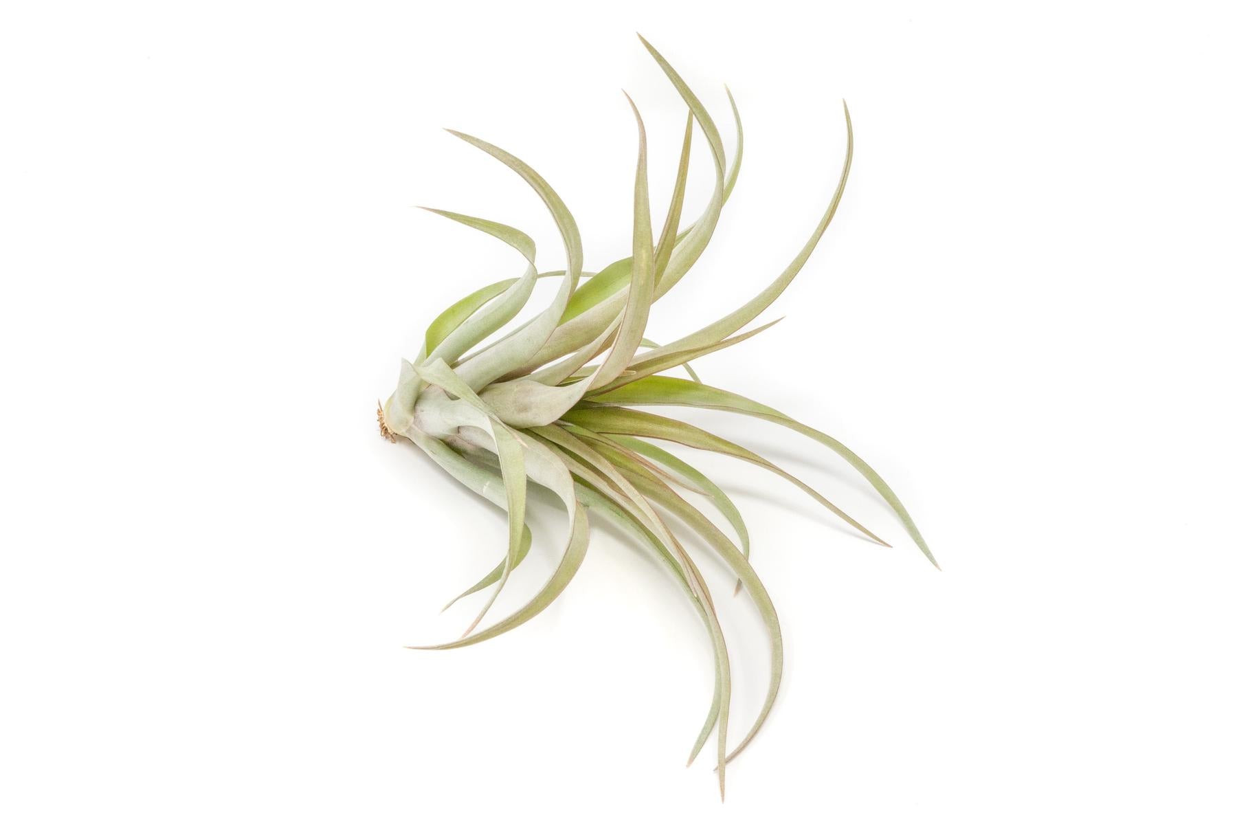 Tillandsia 'Capitata Red' Air Plants-Hidden on Google Shopping-The Succulent Source