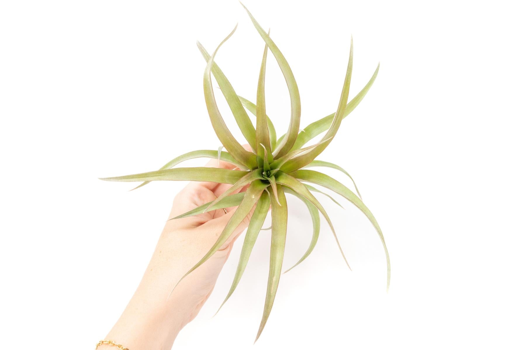 capitata air plant IN BLUSH NOW!] Tillandsia 'Capitata Red' Air Plants