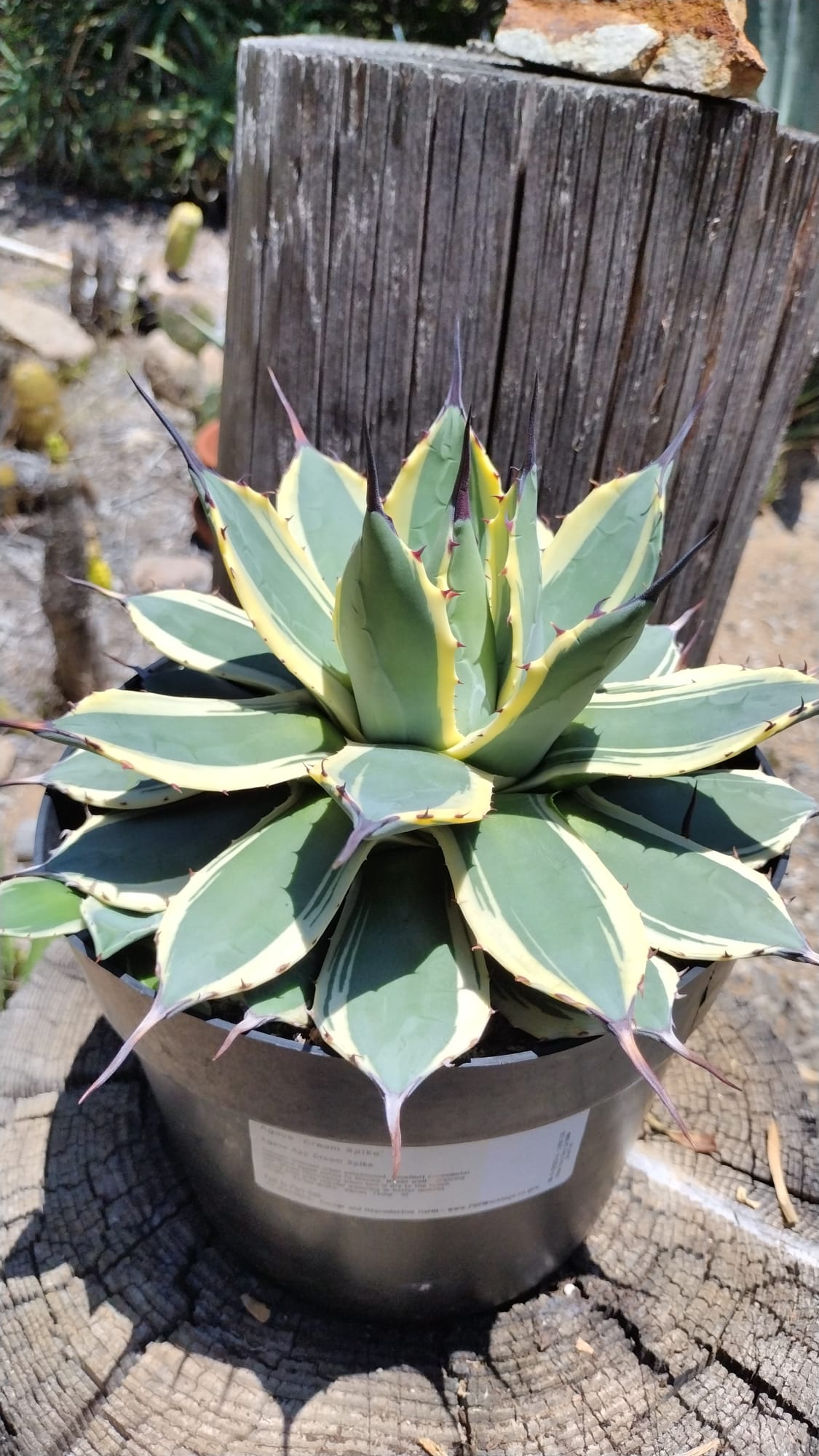 Judes Potted Agaves-Succulent - MIX (Small-Medium-Large-Cutting)-The Succulent Source