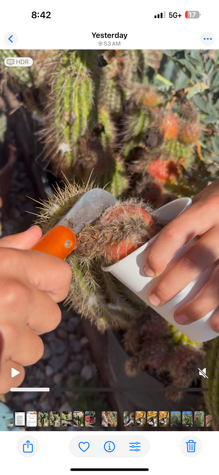 Justus Trichocereus Grandiflorus Hybrid Seed Special- 100++seeds!-Cactus - Small-The Succulent Source