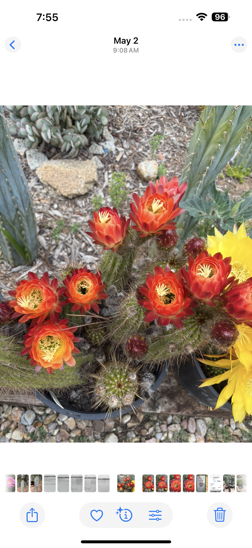 Justus Trichocereus Grandiflorus Hybrid Seed Special- 100++seeds!-Cactus - Small-The Succulent Source