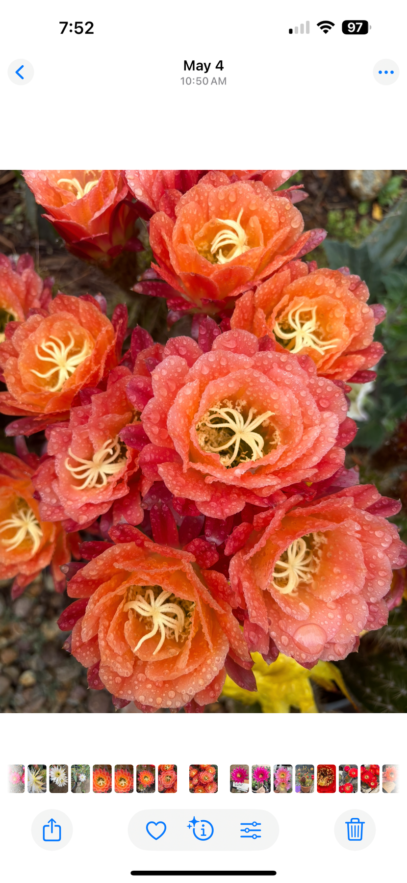 Justus Trichocereus Grandiflorus Hybrid Seed Special- 100++seeds!-Cactus - Small-The Succulent Source