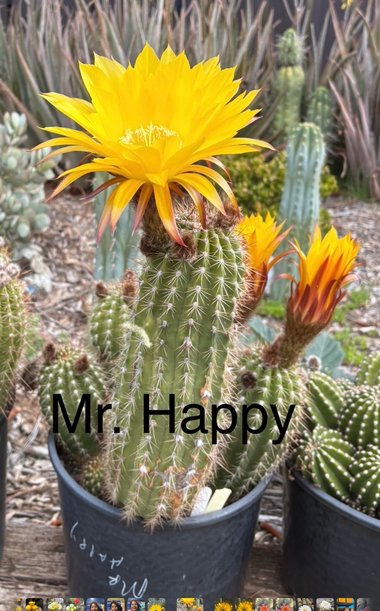 Justus Trichocereus Grandiflorus Hybrid Seed Special- 100++seeds!-Cactus - Small-The Succulent Source