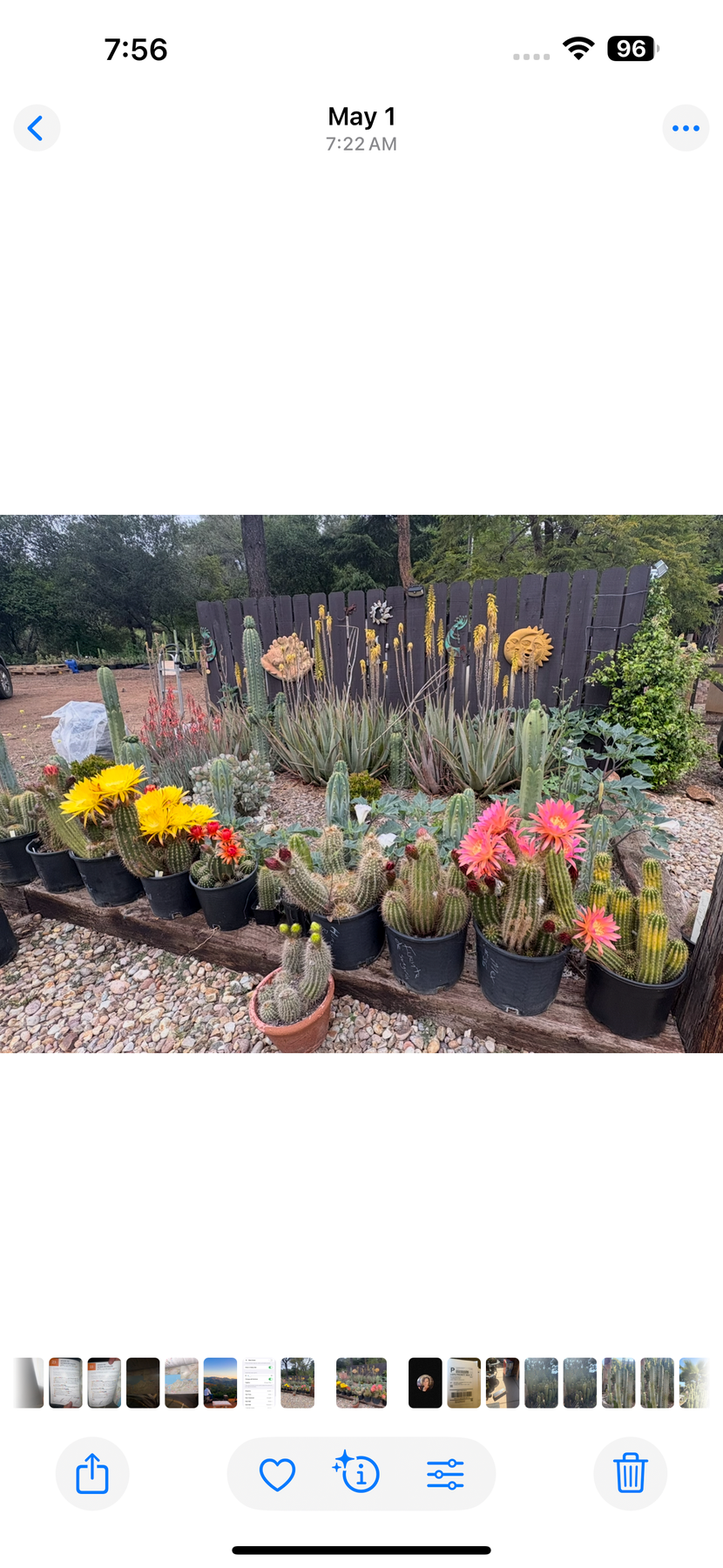 Justus Trichocereus Grandiflorus Hybrid Seed Special- 100++seeds!-Cactus - Small-The Succulent Source