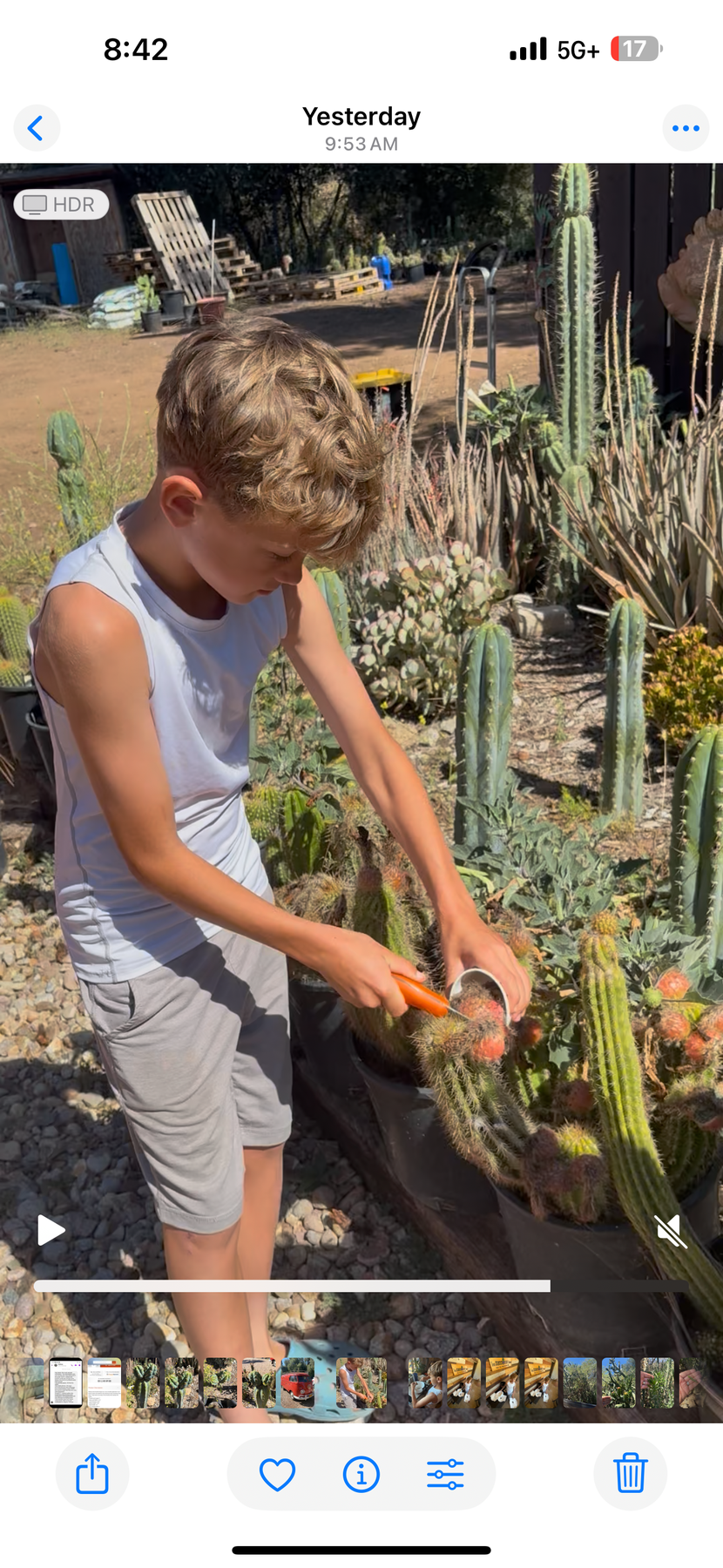 Justus Trichocereus Grandiflorus Hybrid Seed Special- 100++seeds!-Cactus - Small-The Succulent Source
