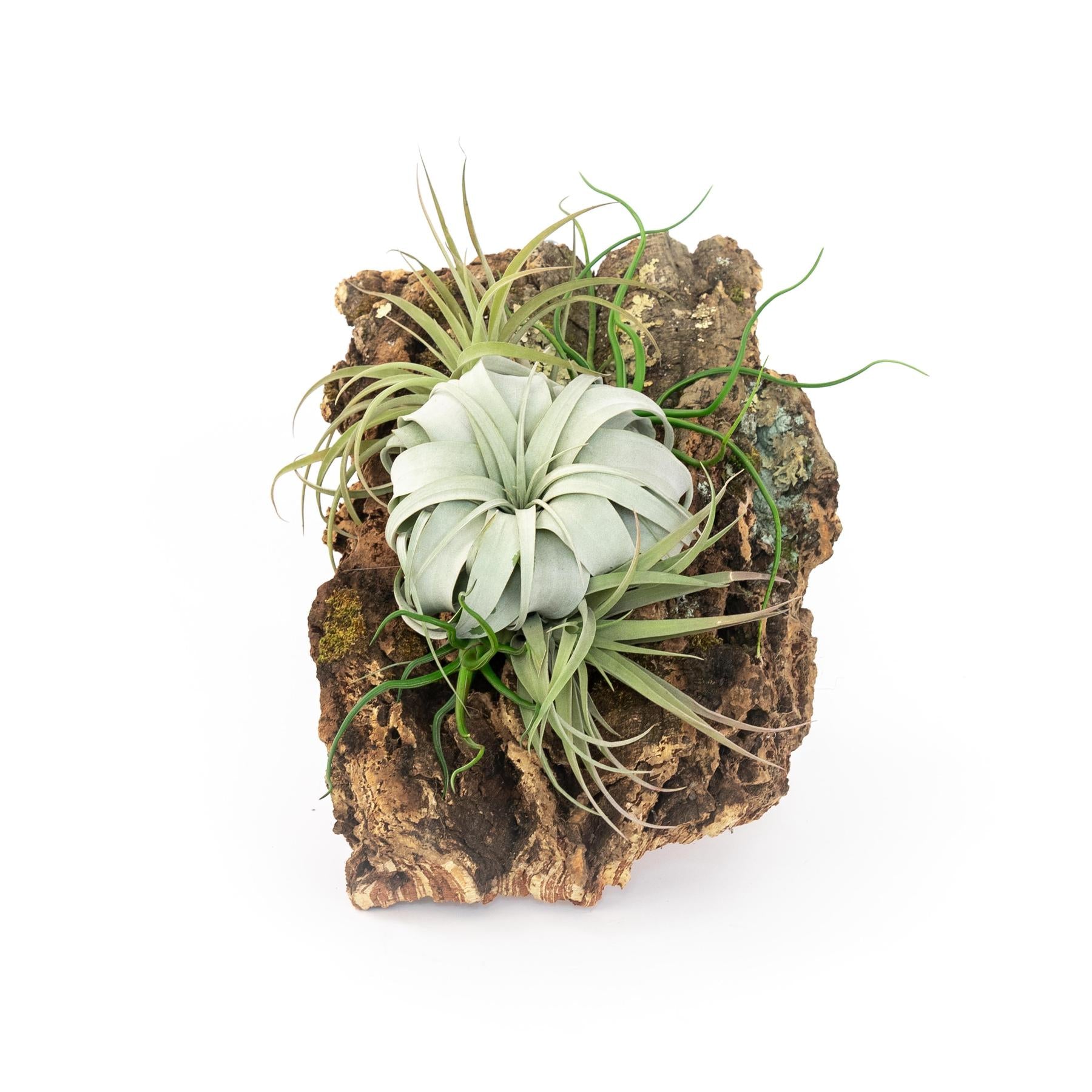 hanging large air plants Large Cork Bark Display with 5 Tillandsia Air Plants & Waterproof Glue