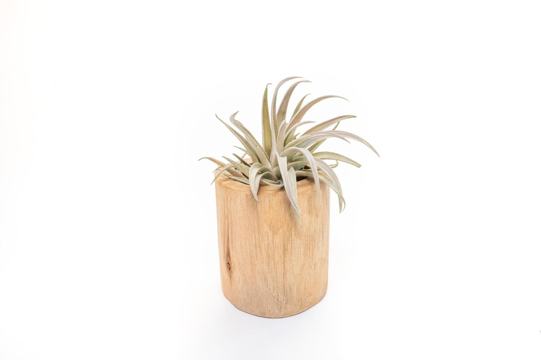 Large Driftwood Container - Choose Your Custom Tillandsia Air Plant-The Succulent Source