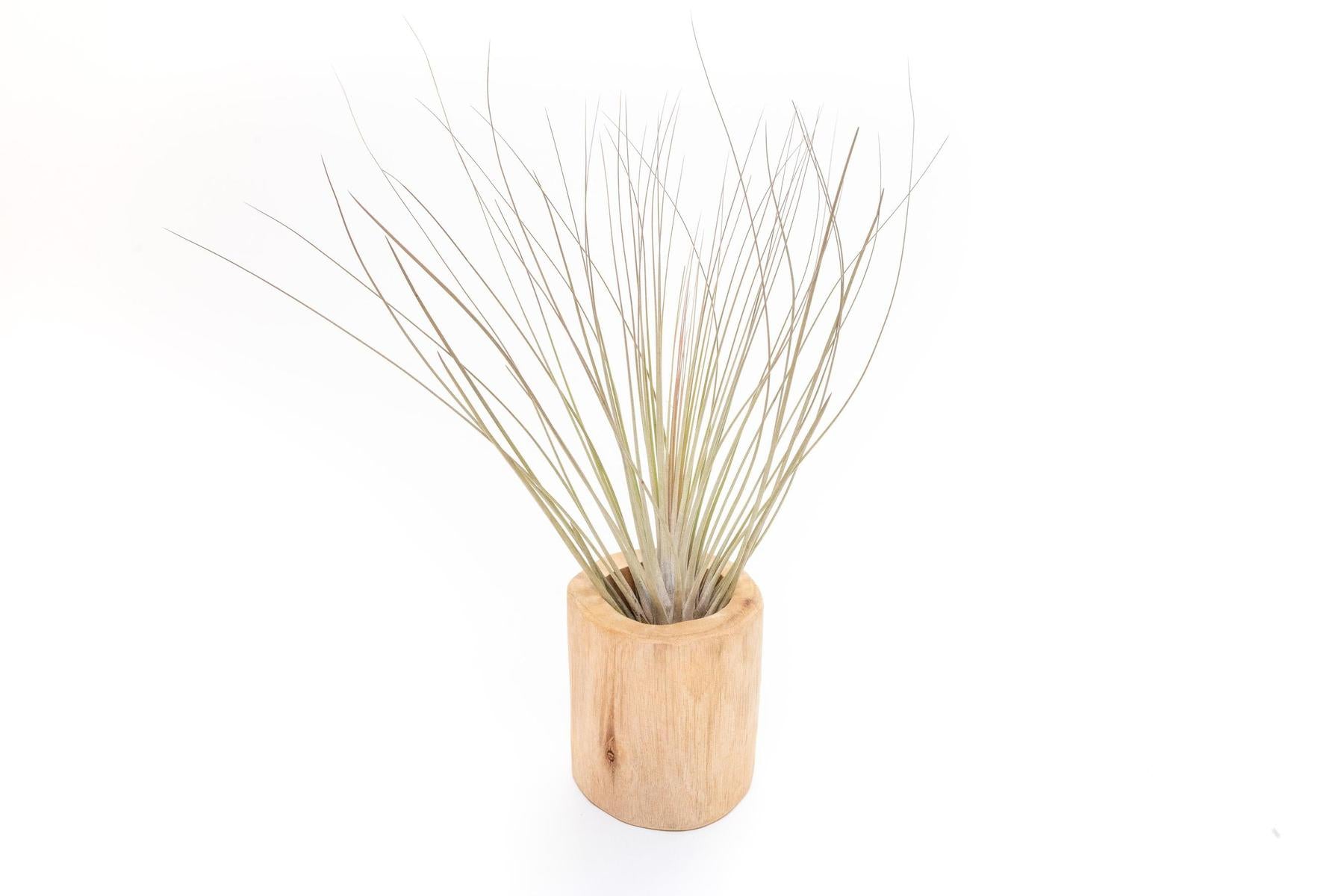 Large Driftwood Container - Choose Your Custom Tillandsia Air Plant-The Succulent Source