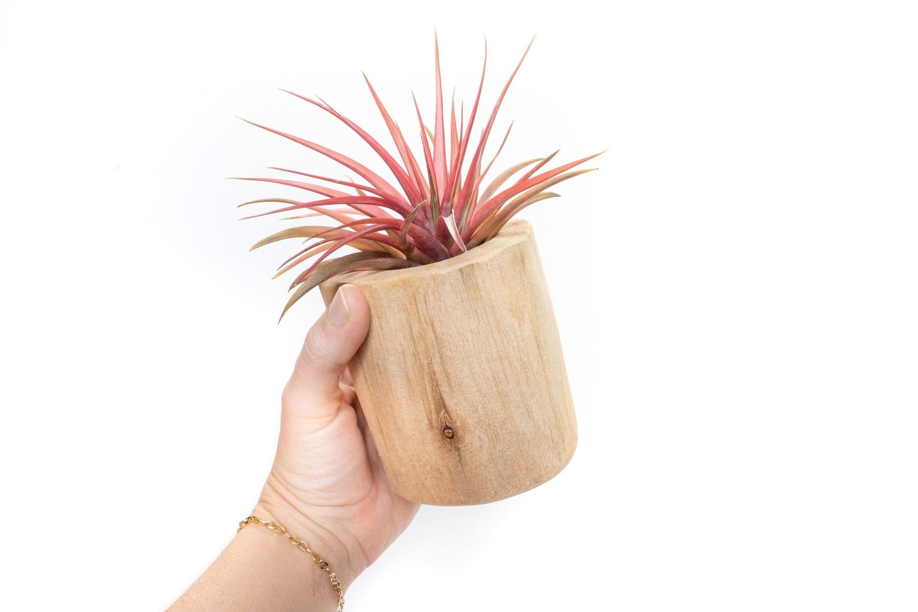 Large Driftwood Container - Choose Your Custom Tillandsia Air Plant-The Succulent Source