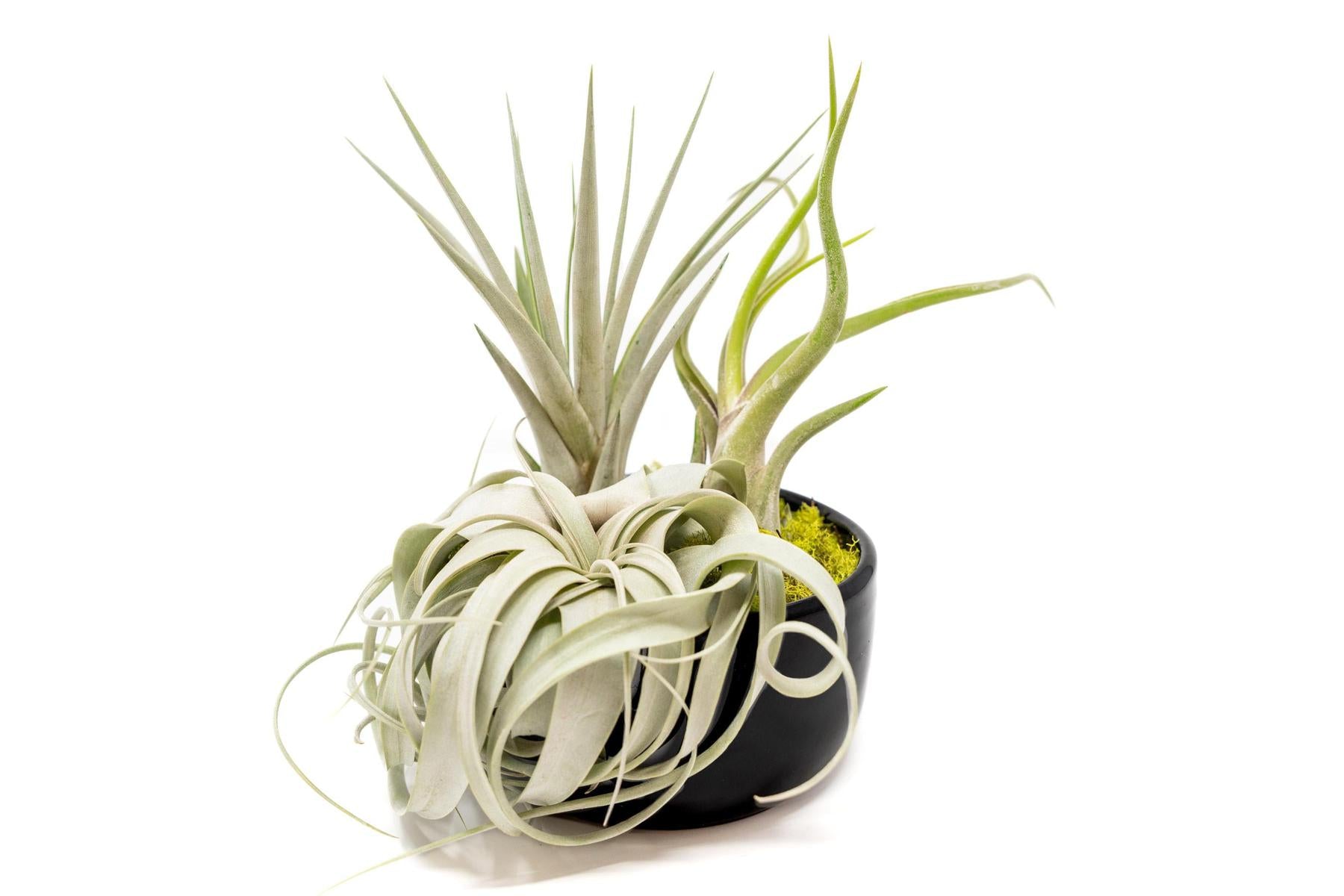 Large Fully Assembled Air Plant Bowl Garden-The Succulent Source