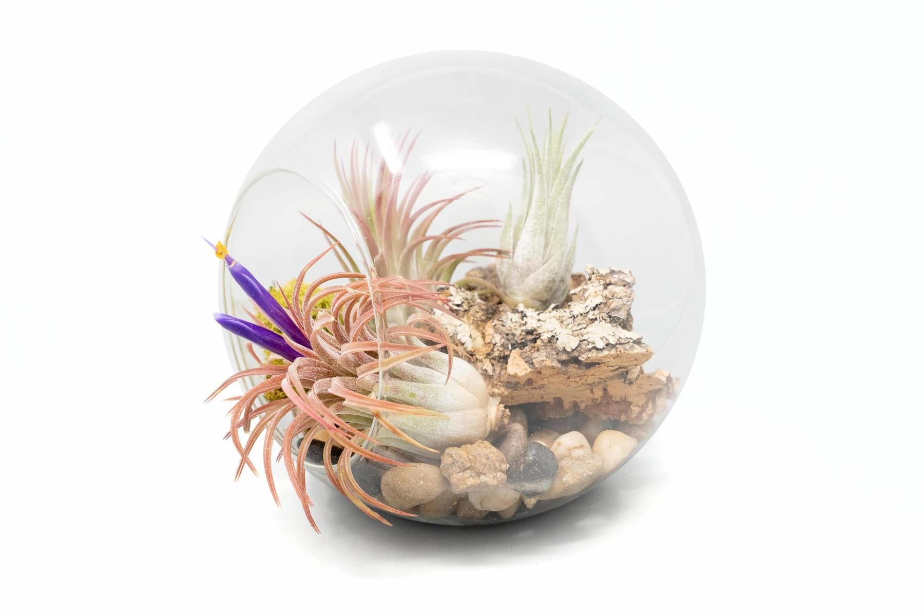 air plant and succulent terrarium Large Hand-Blown Glass Terrarium with 3 Tillandsia Ionantha Air Plants