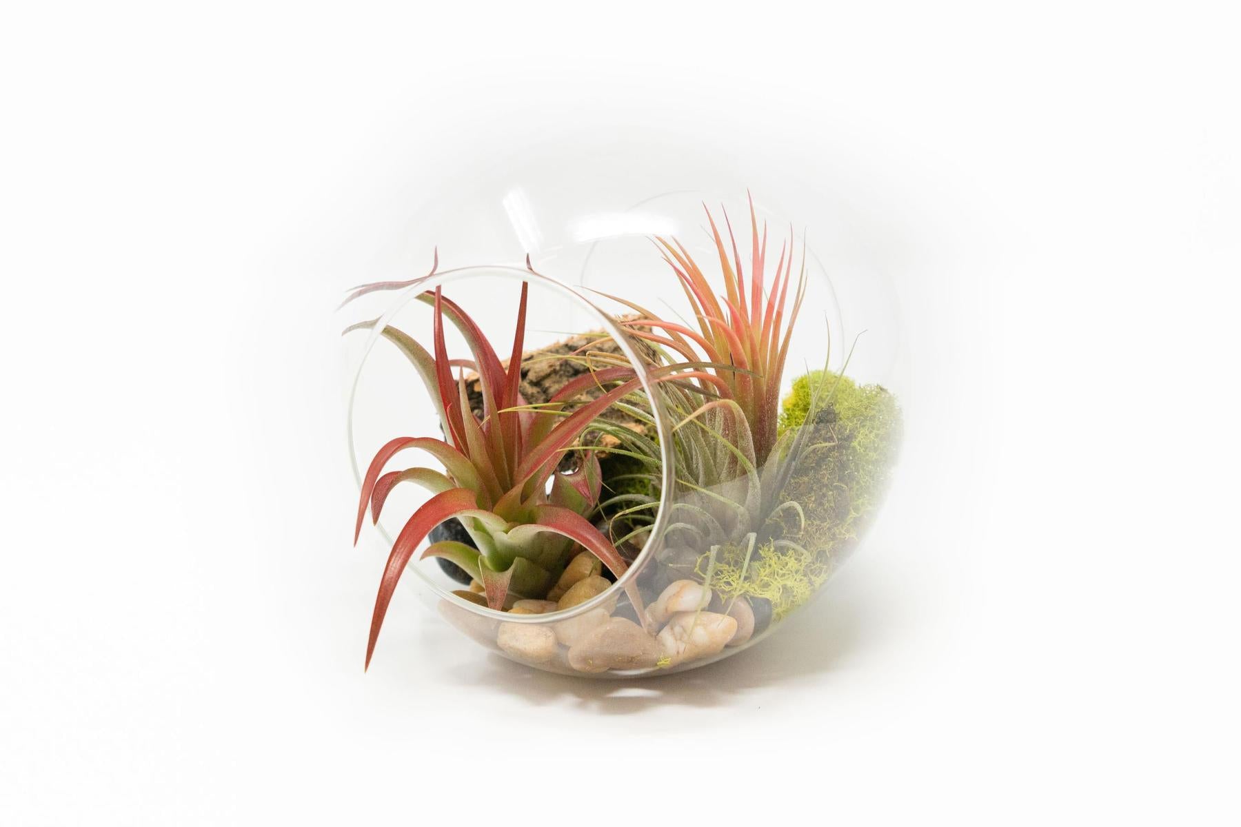 Large Hand-Blown Glass Terrarium with Tillandsia Red Abdita & Ionantha Guatemala-terrarium-The Succulent Source