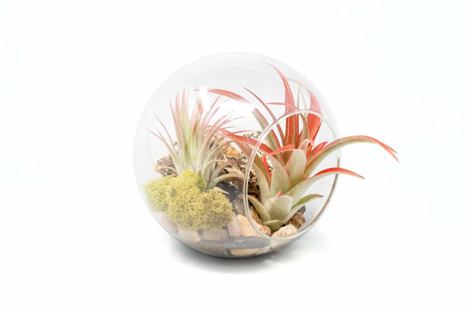 Large Hand-Blown Glass Terrarium with Tillandsia Red Abdita & Ionantha Guatemala-terrarium-The Succulent Source