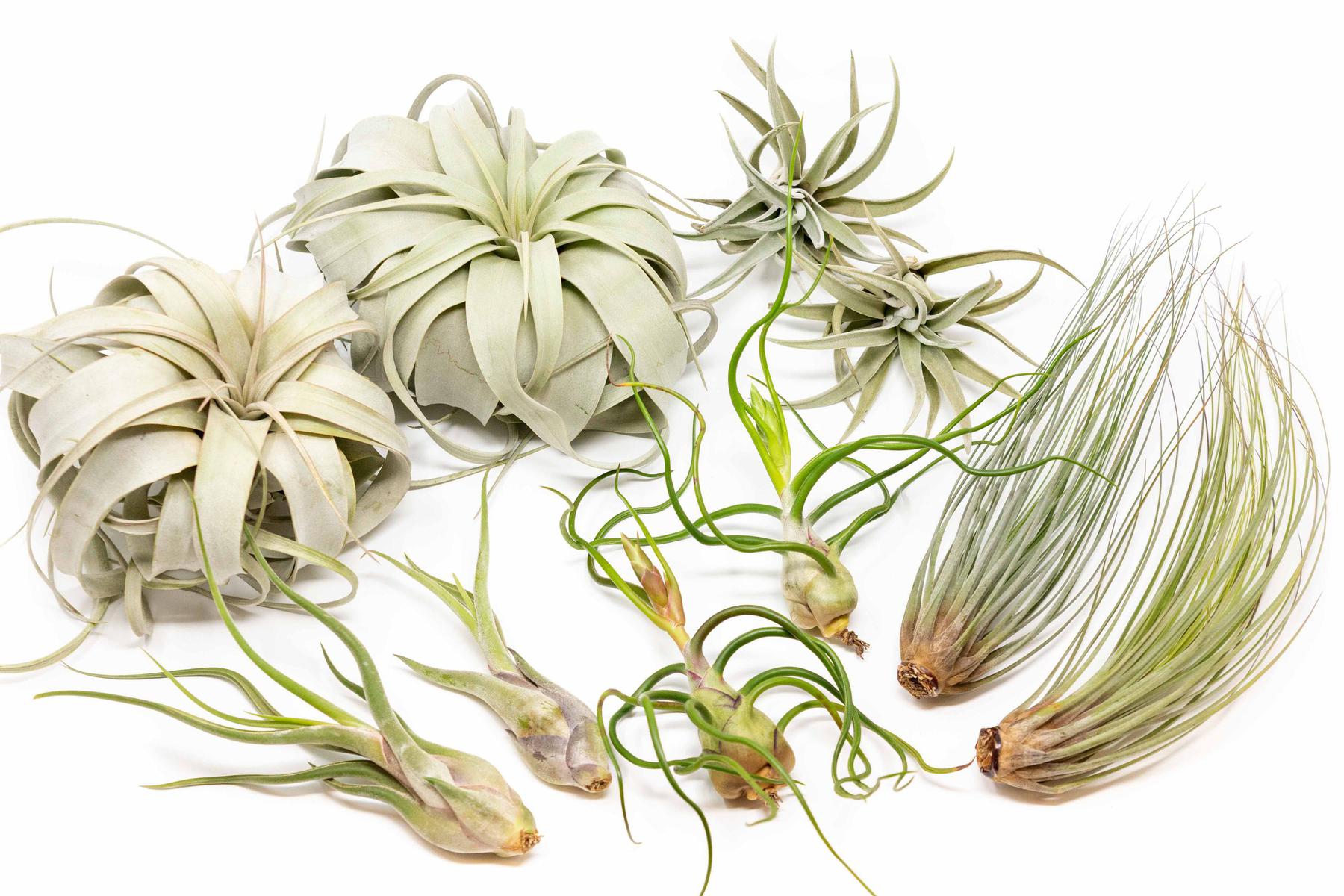 air plants varieties Large Tillandsia Air Plant Variety - Set of 10, 15, or 20