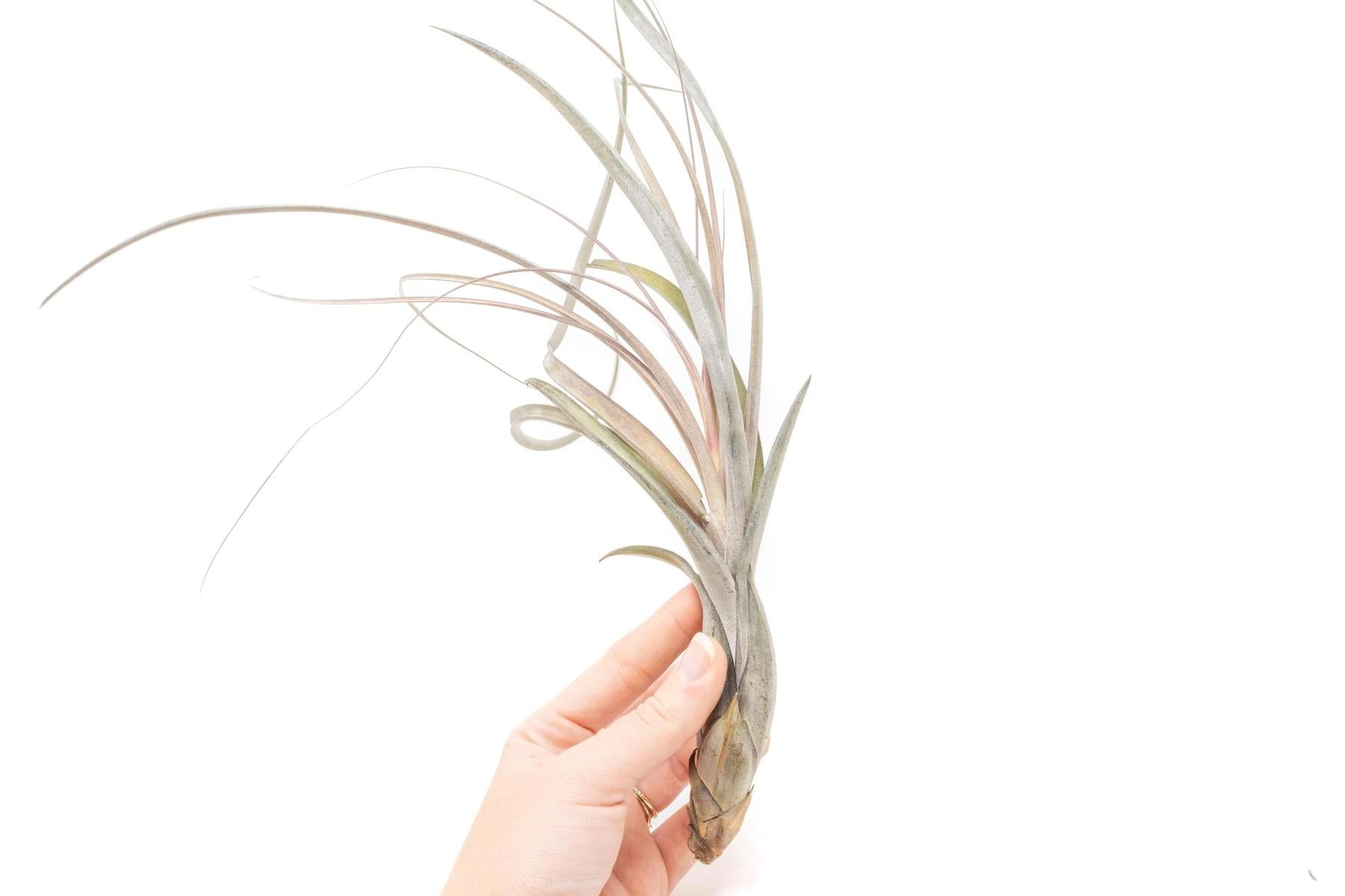 air plant brown base Large Tillandsia Balbisiana Air Plants / 9-12 Inch Plants