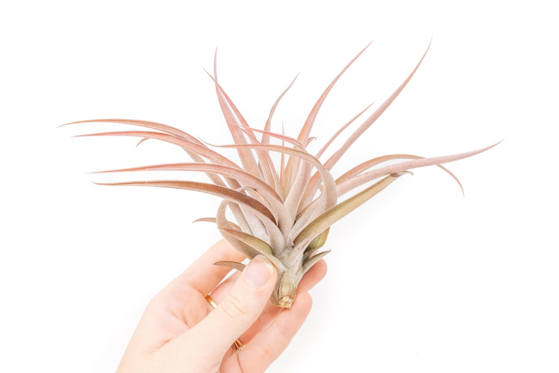 SALE - Large Tillandsia Capitata Peach - Set of 5, 10, or 20 Air Plants - 50% Off-airplant-The Succulent Source