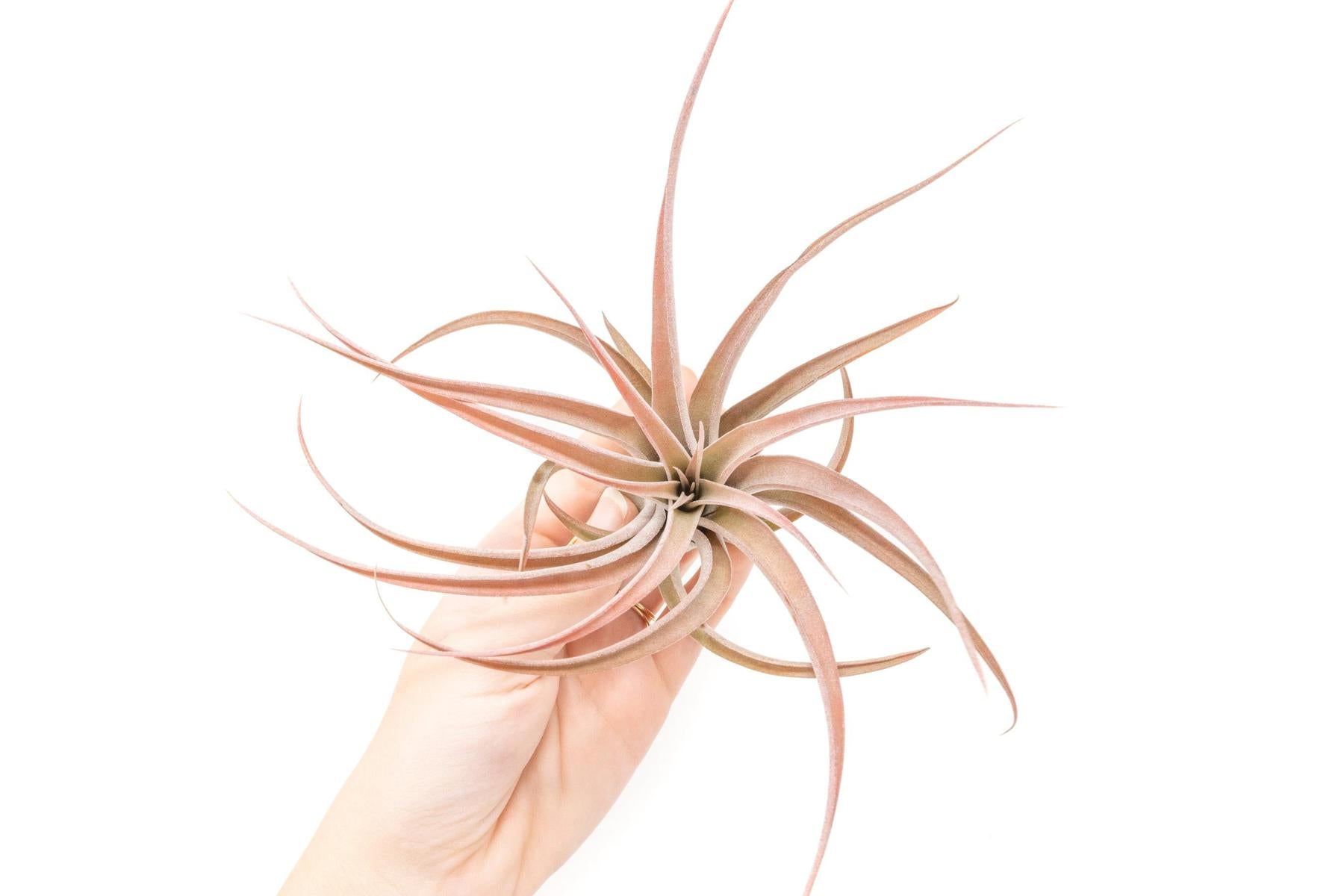 SALE - Large Tillandsia Capitata Peach - Set of 5, 10, or 20 Air Plants - 50% Off-airplant-The Succulent Source