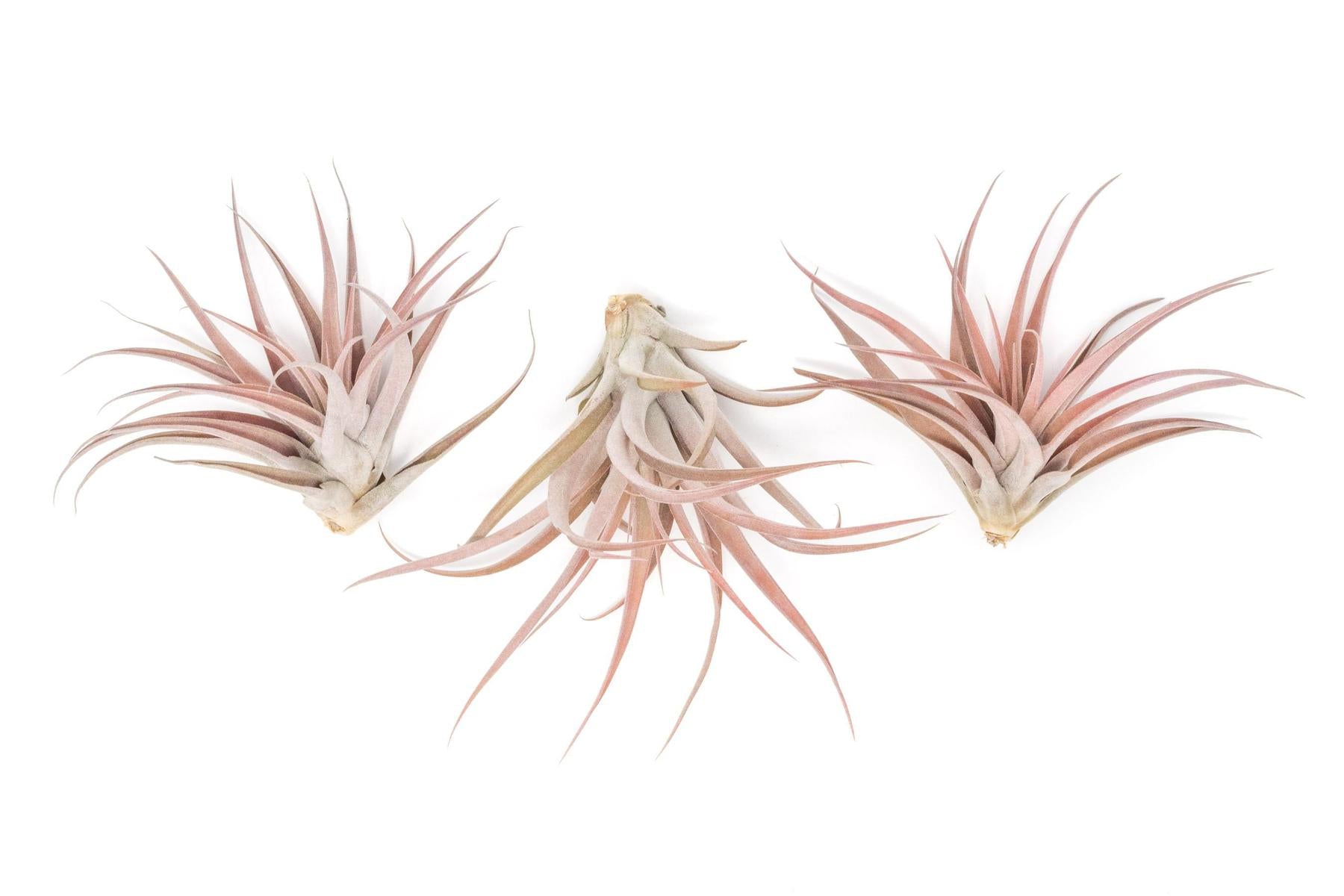 SALE - Large Tillandsia Capitata Peach - Set of 5, 10, or 20 Air Plants - 50% Off-airplant-The Succulent Source
