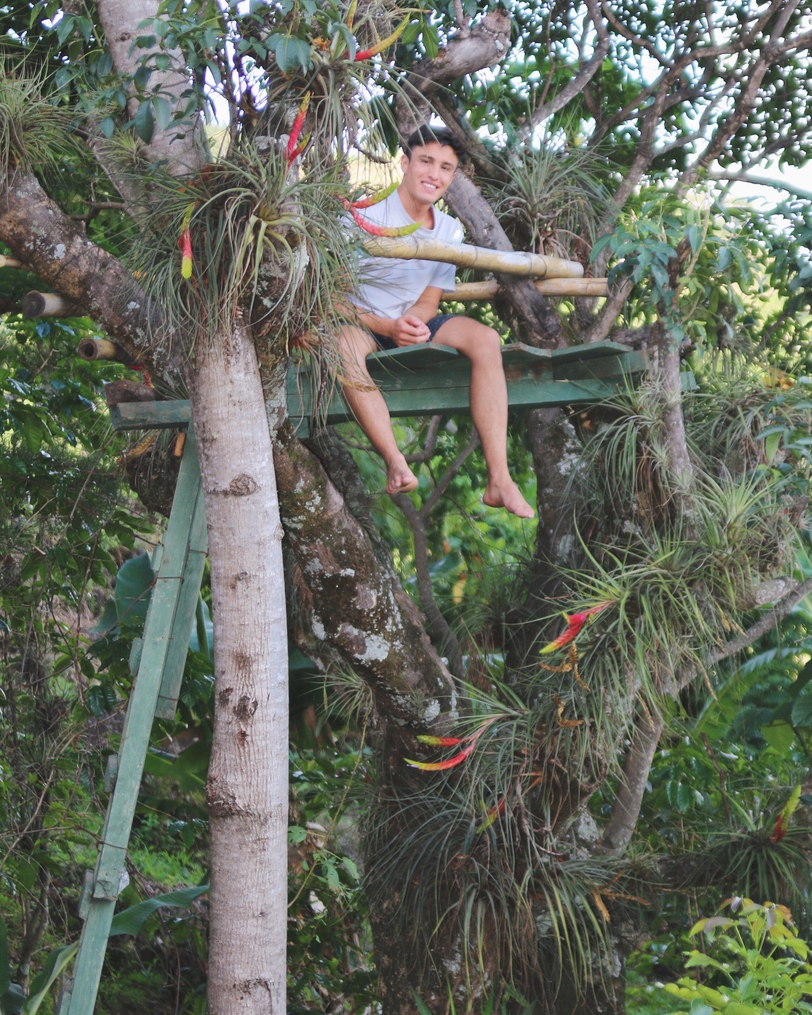 Large Tillandsia Fasciculata Tricolor Golden Torch Air Plants-airplant-The Succulent Source